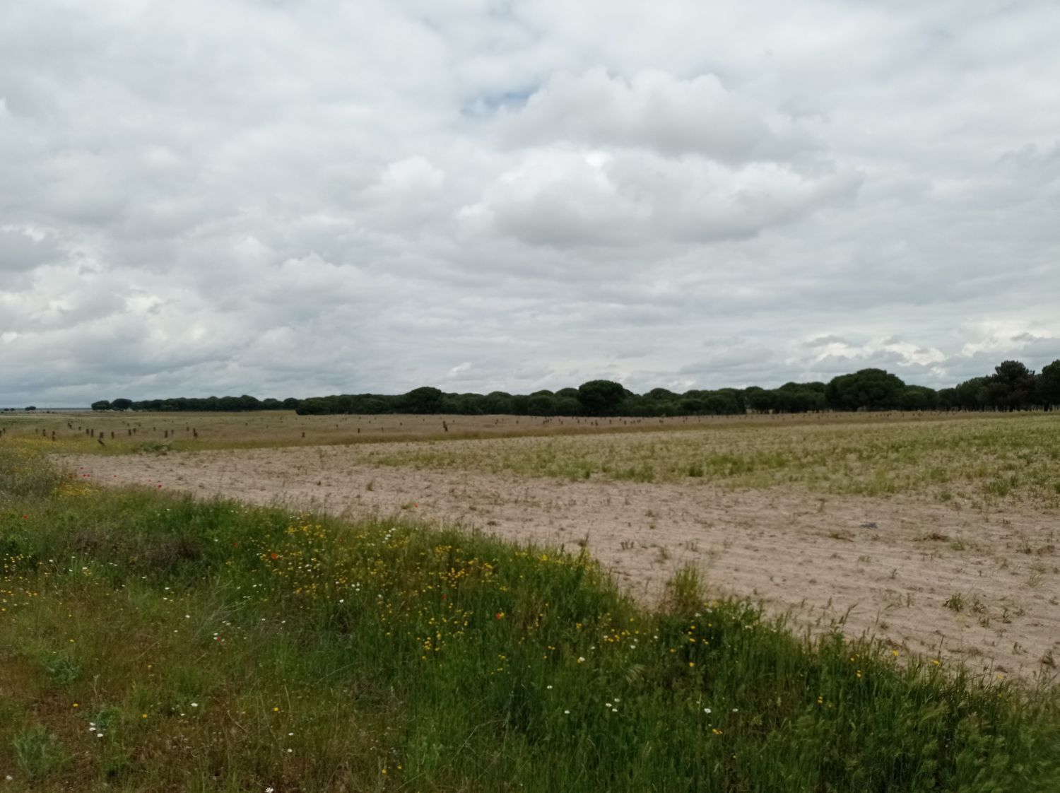 Fincas y solares-Venta-Matapozuelos-1743373-Foto-13