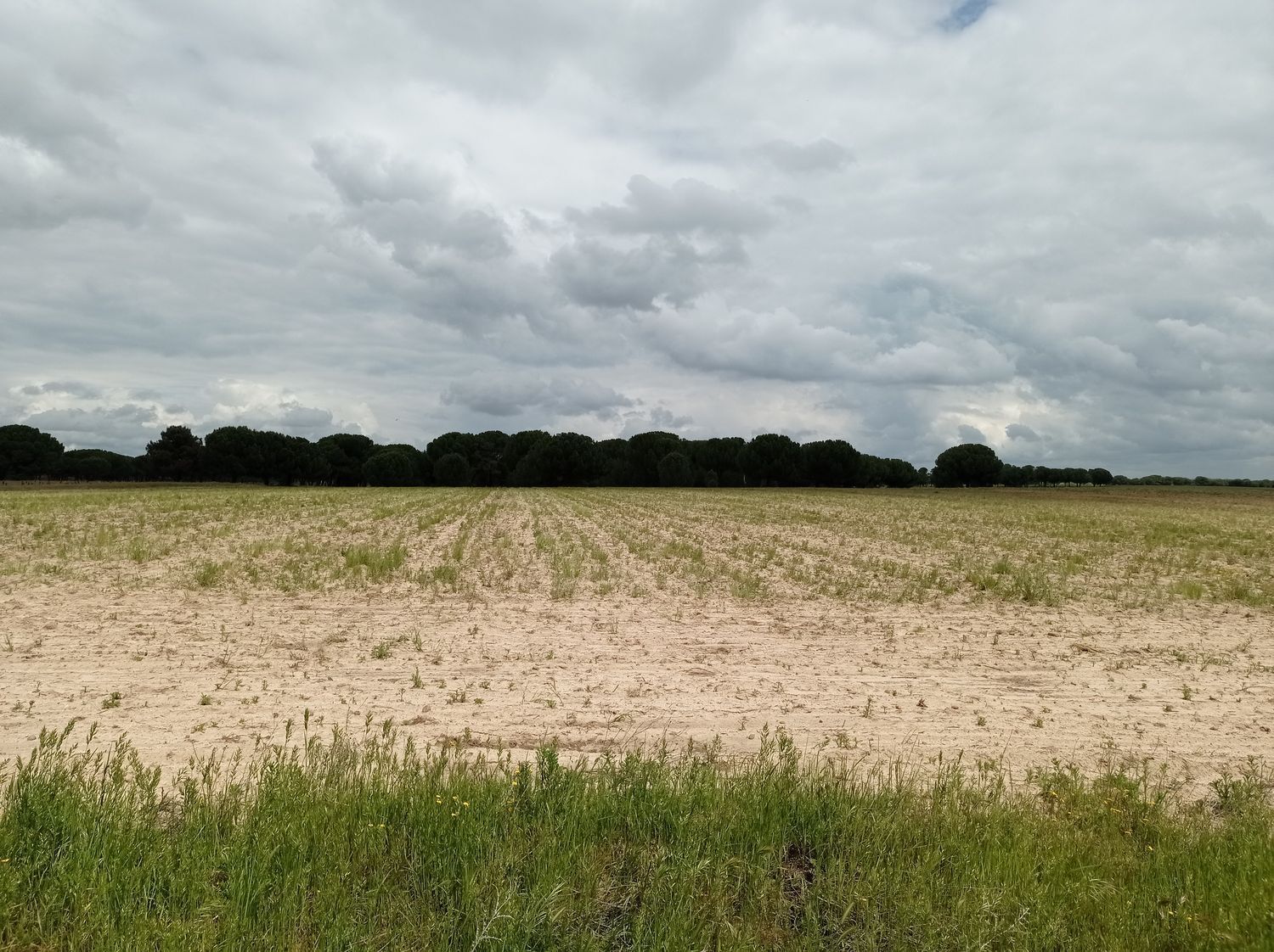 Fincas y solares-Venta-Matapozuelos-1743373-Foto-19