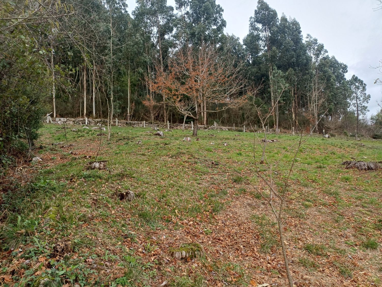 Propiedad en venta en Pontevedra, A Cañiza