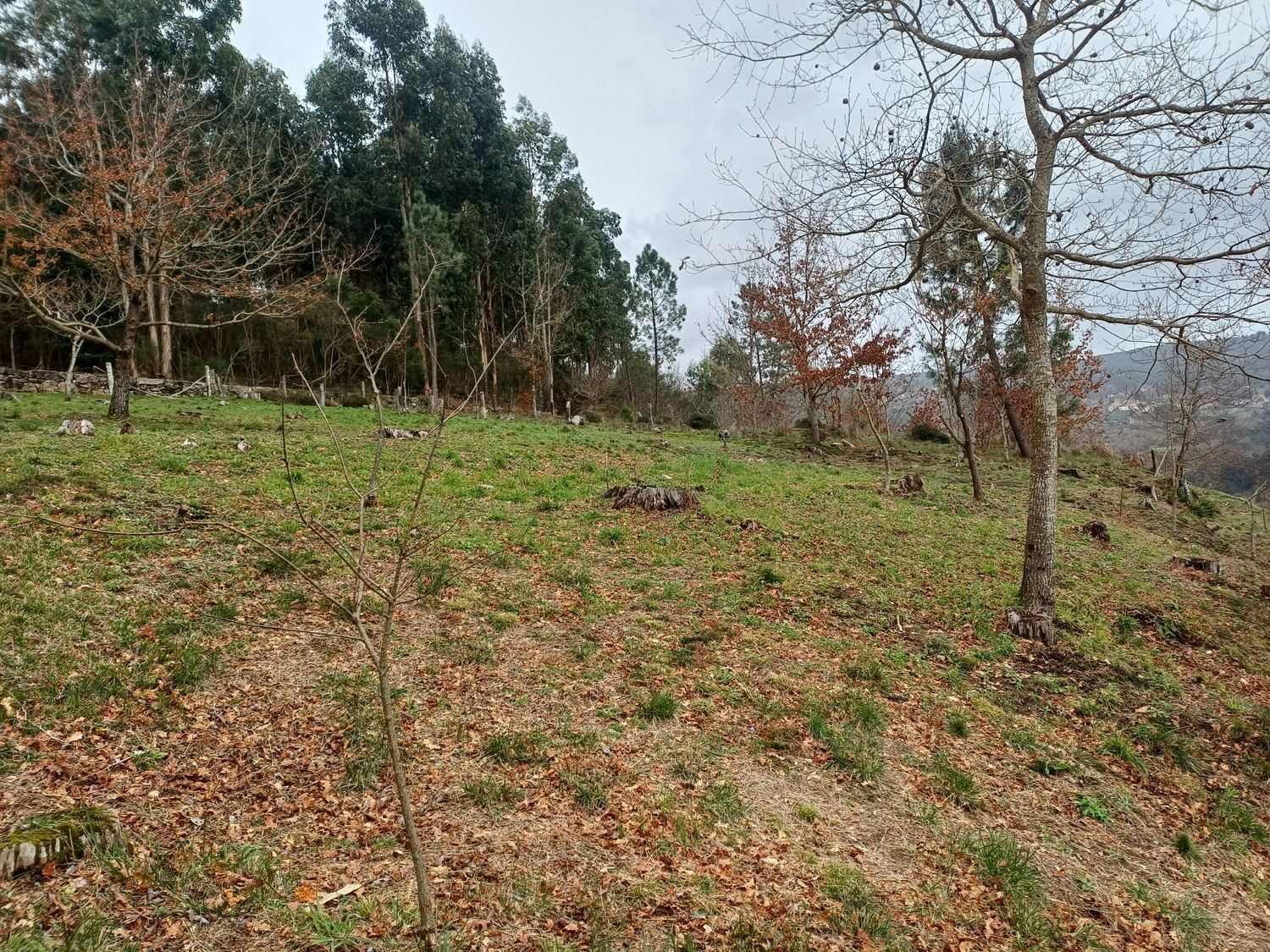 Propiedad en venta en Pontevedra, A Cañiza