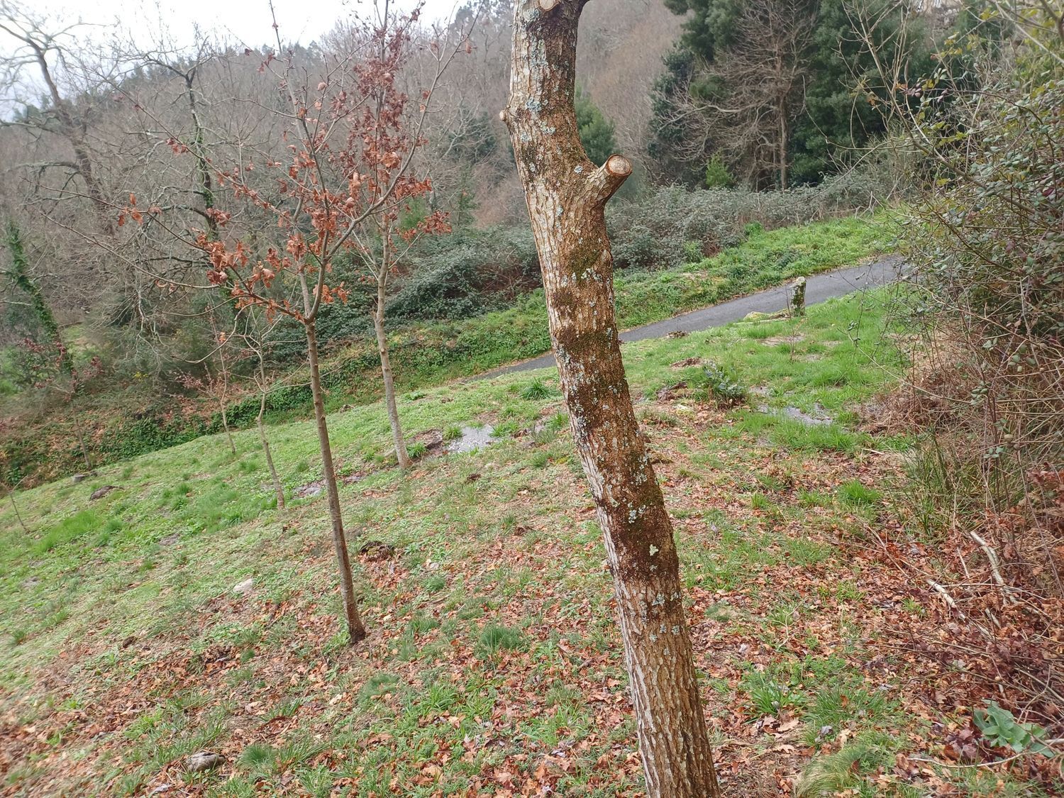 Propiedad en venta en Pontevedra, A Cañiza