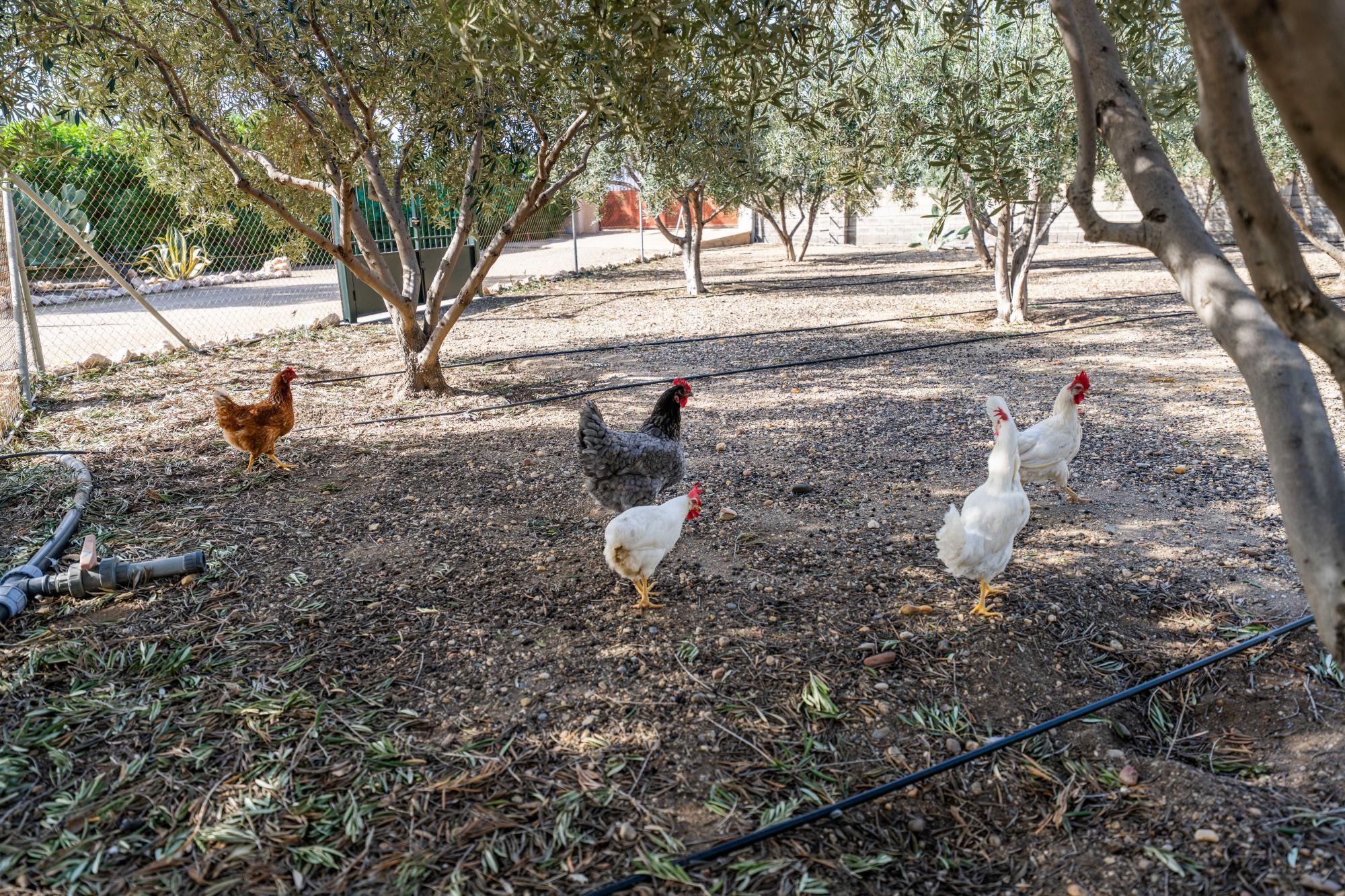 Pisos-Venta-AlmerÃ­a-2110045-Foto-46