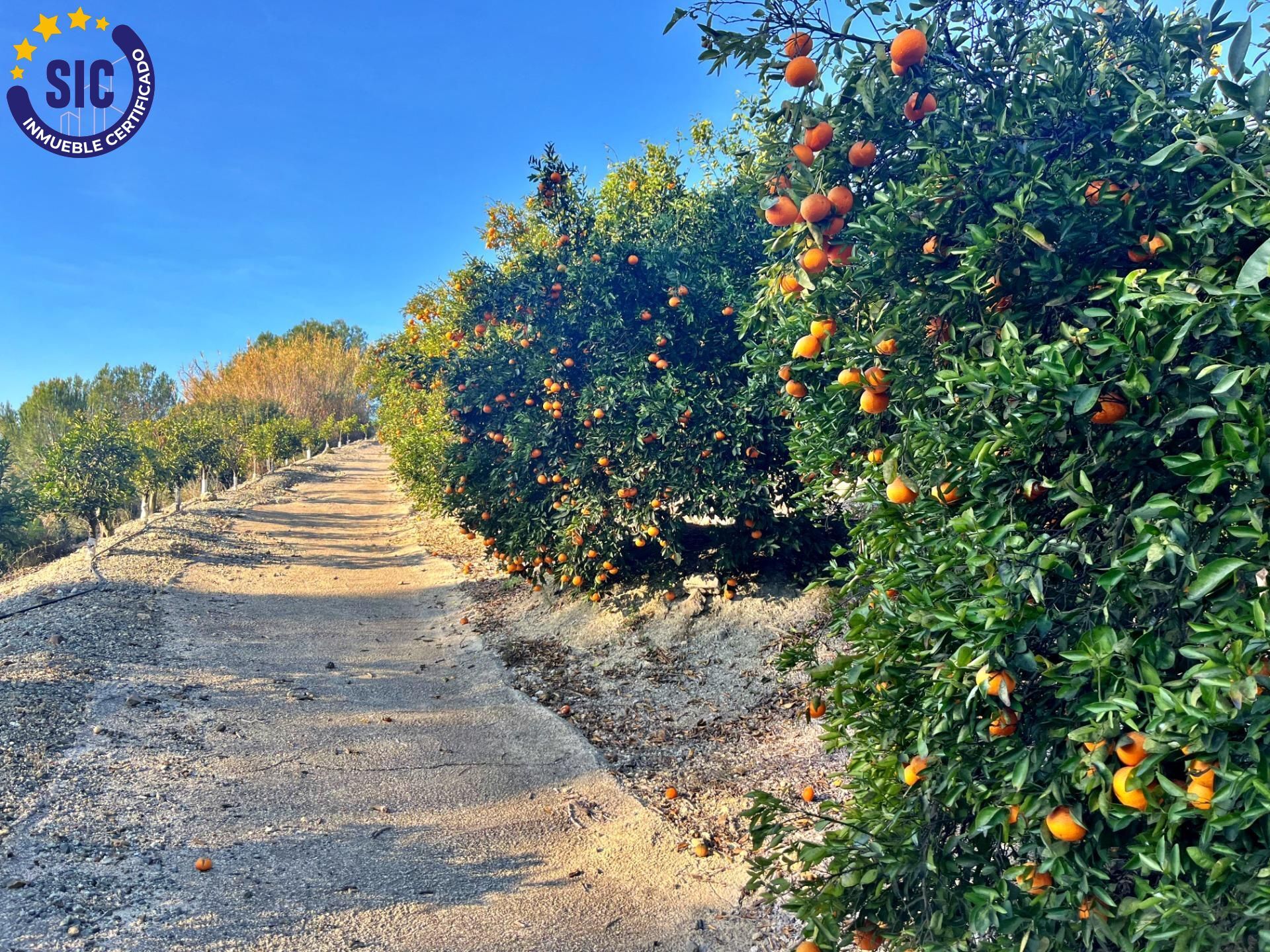 ¡Bienvenido al paraíso rural en Barxeta, Valencia! Parcela Rústica en Venta