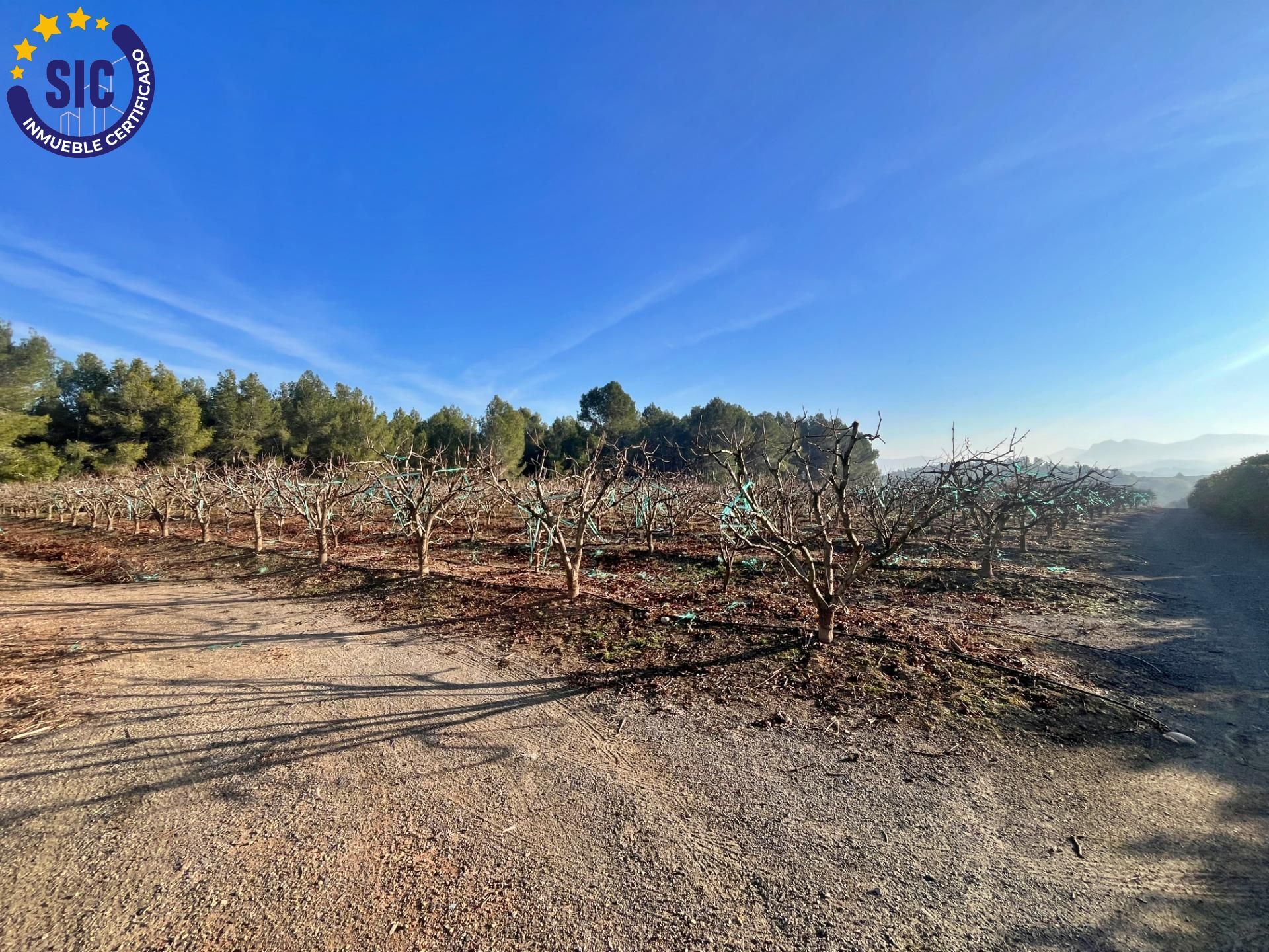 ¡Bienvenido al paraíso rural en Barxeta, Valencia! Parcela Rústica en Venta