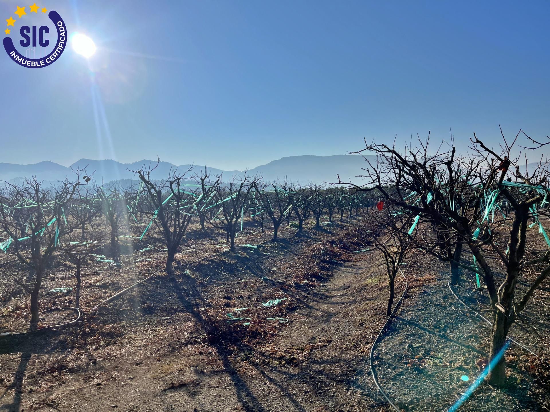 ¡Bienvenido al paraíso rural en Barxeta, Valencia! Parcela Rústica en Venta