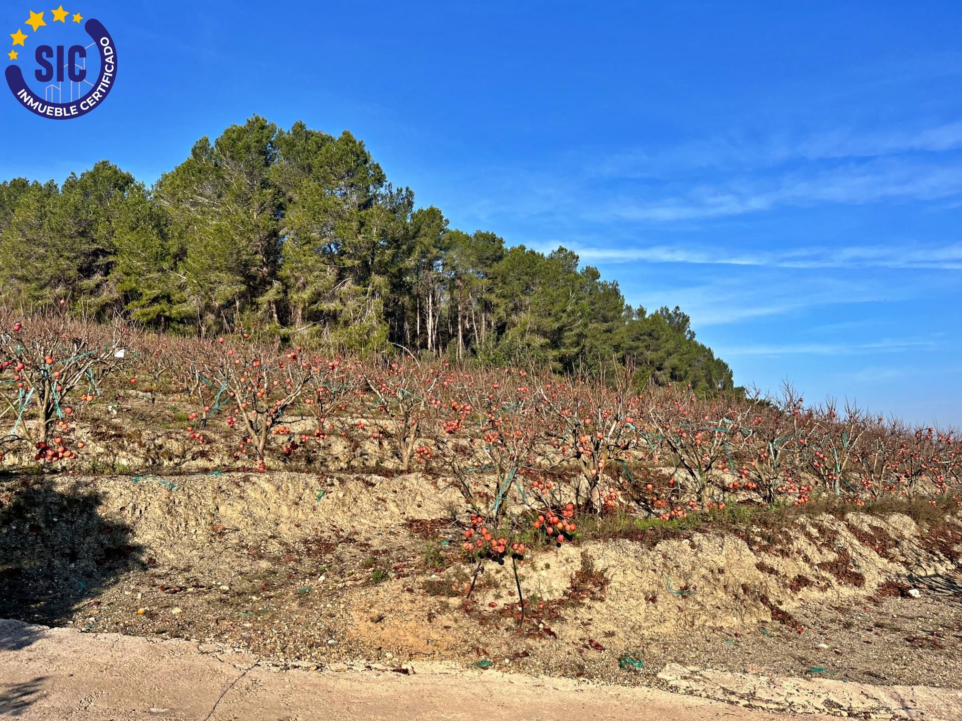 ¡Bienvenido al paraíso rural en Barxeta, Valencia! Parcela Rústica en Venta