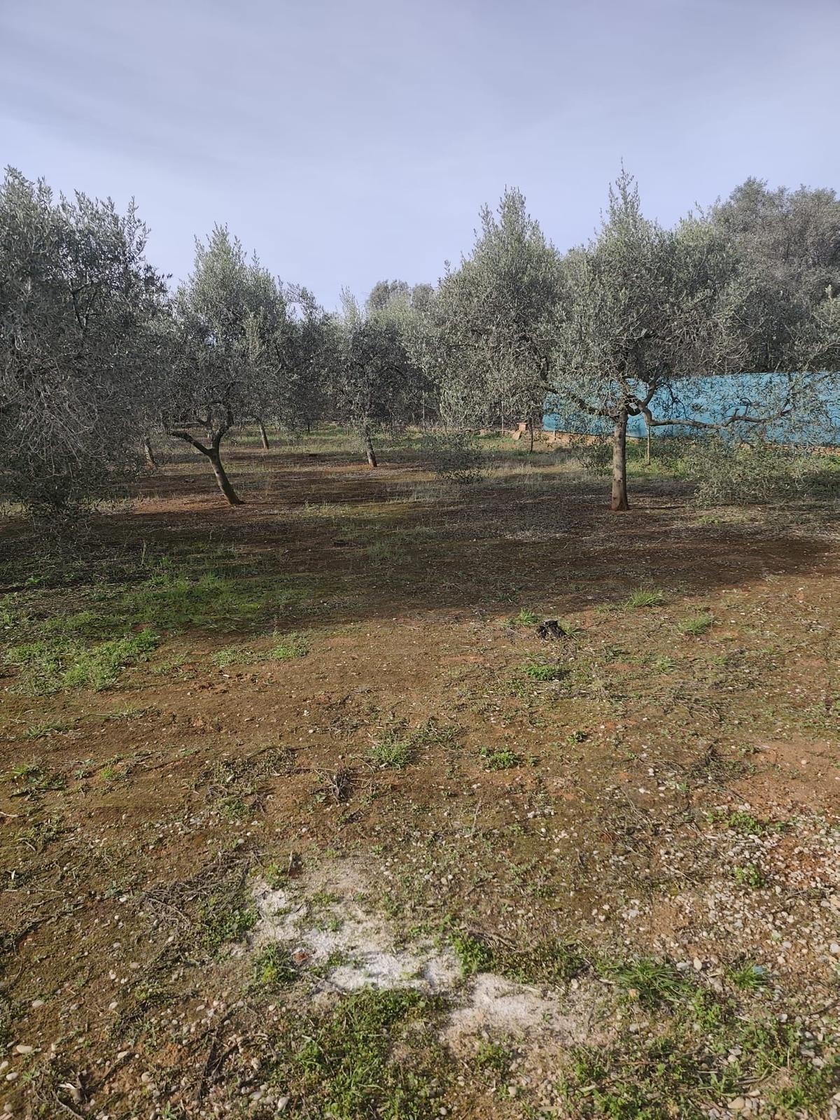 Fincas y solares-Venta-CastellÃ³n-CastellÃ³n de la Plana-2112989-Foto-6