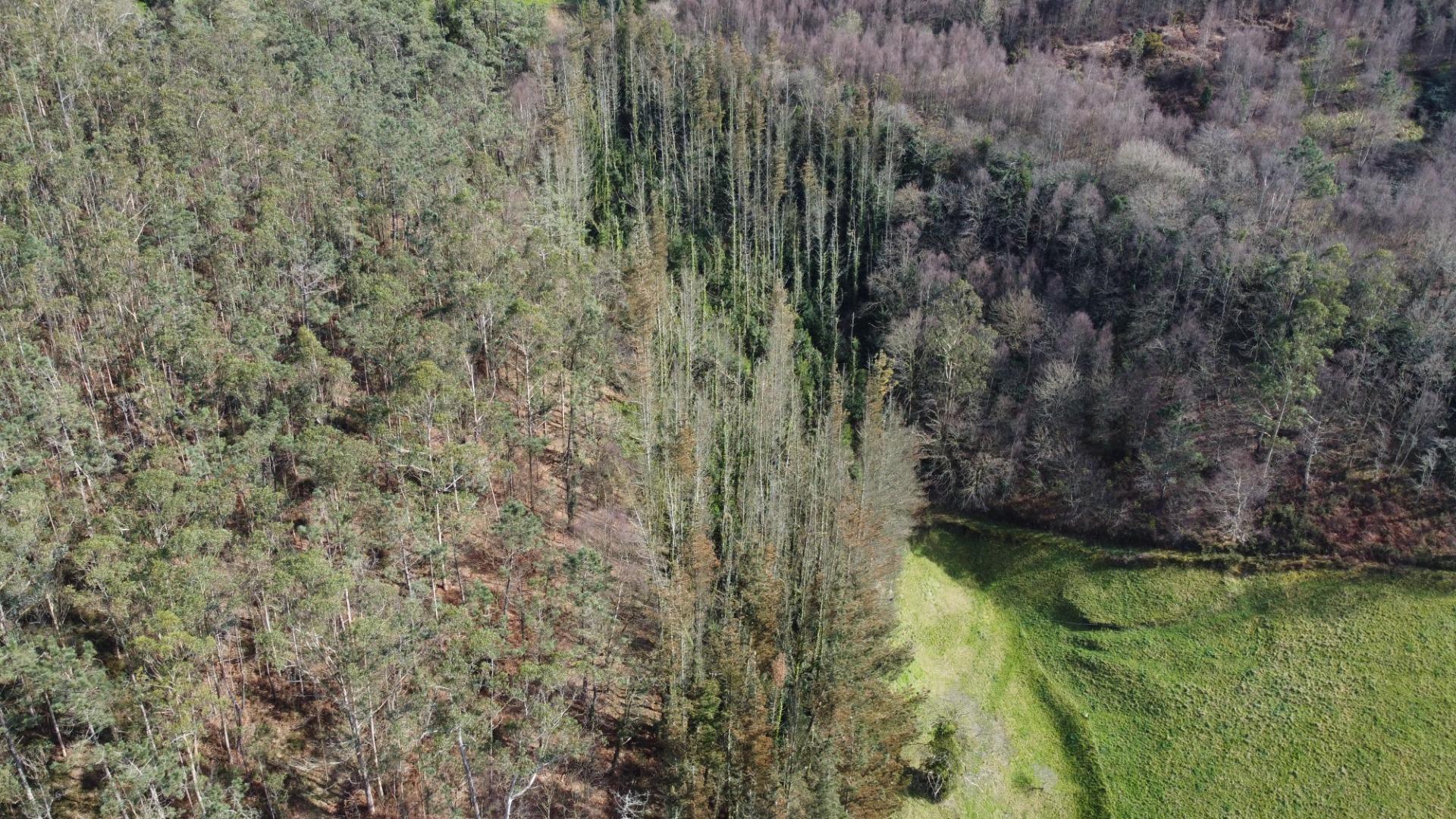 Casas o chalets-Venta-CoaÃ±a-2114110-Foto-47