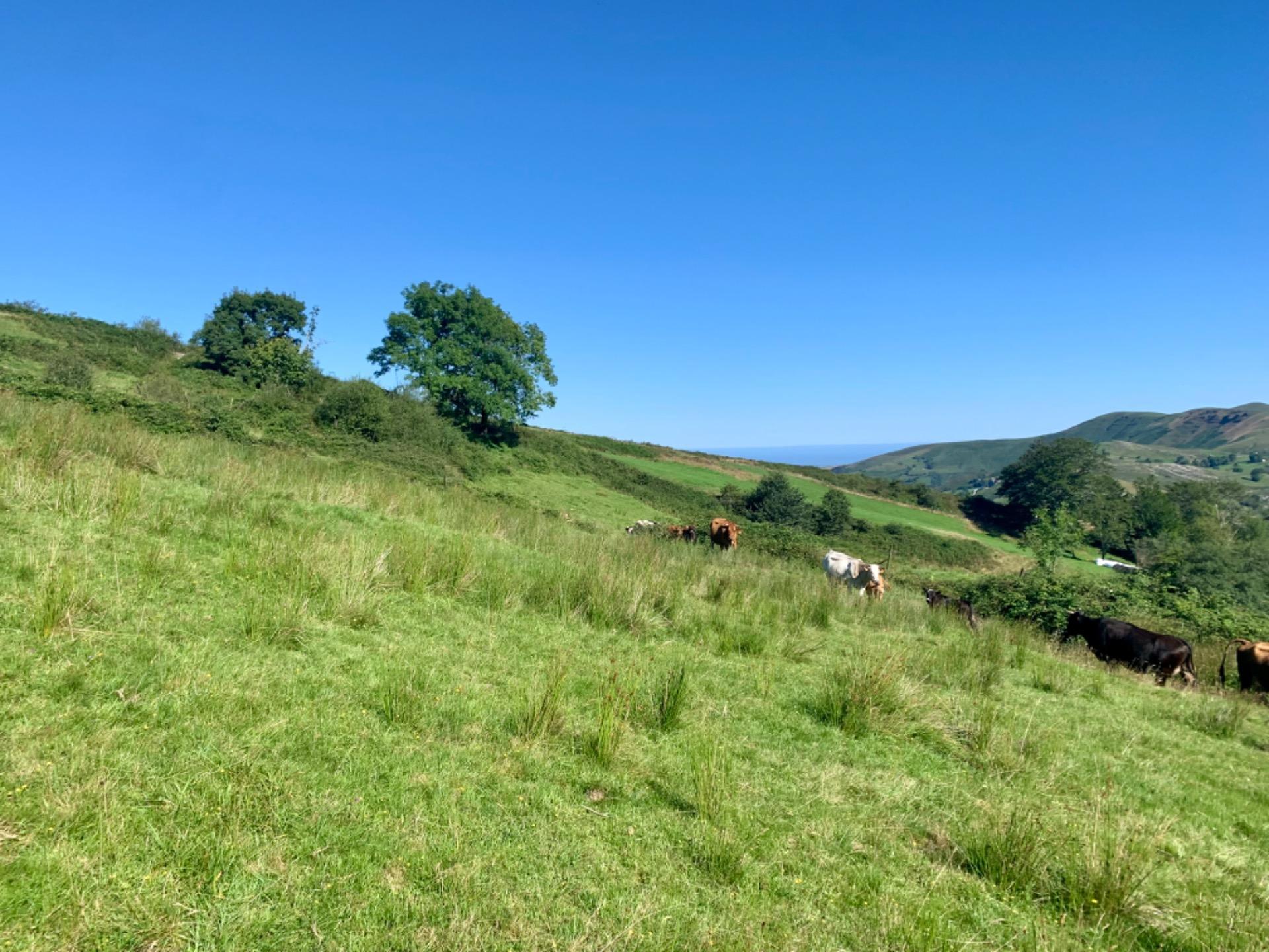 CABAÑA de Piedra Pasiega en San Roque Riomiera, Merilla
