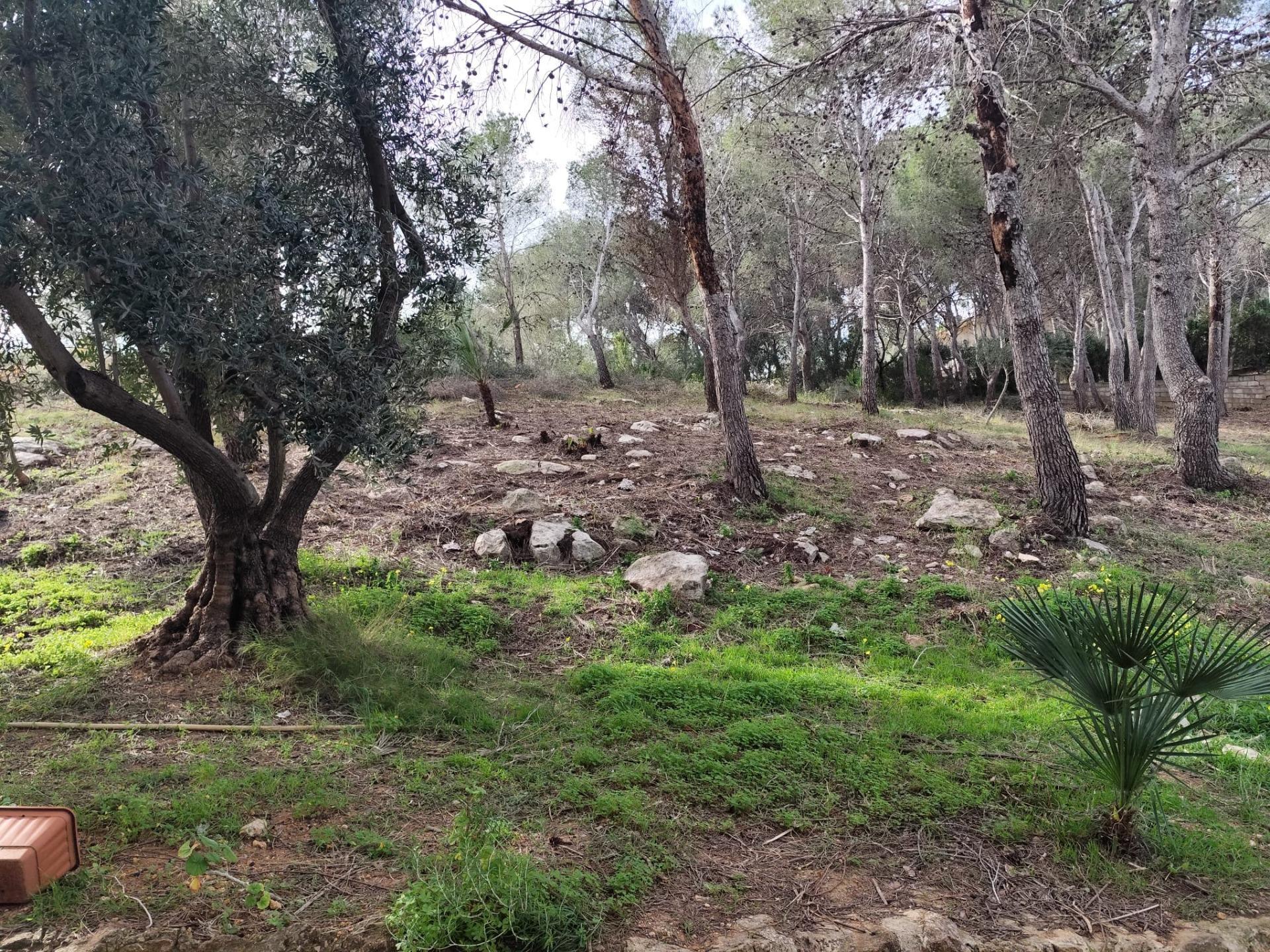 Fincas y solares-Venta-Picassent-2114534-Foto-16