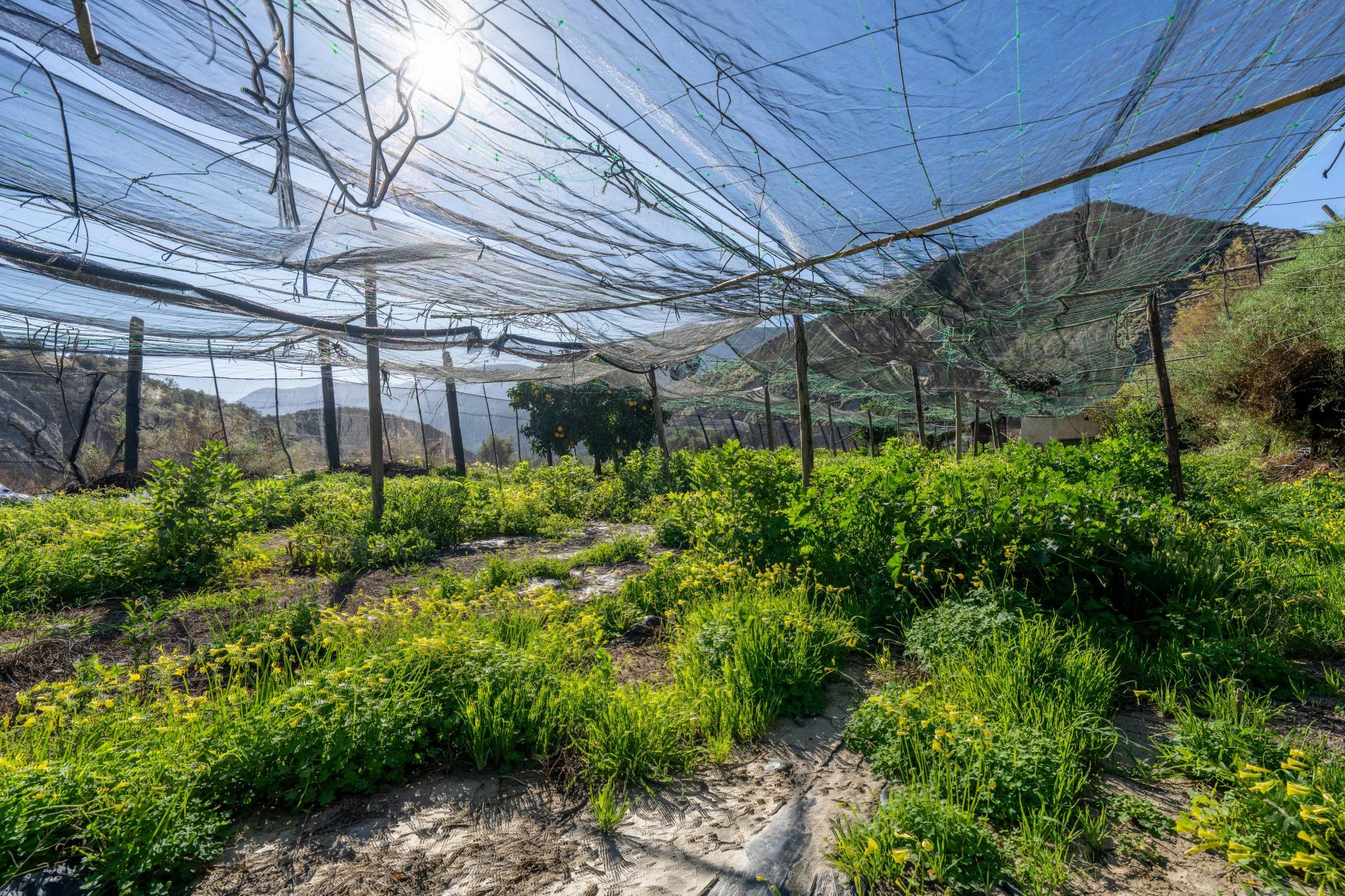 Pisos-Venta-CanjÃ¡yar-2115844-Foto-30