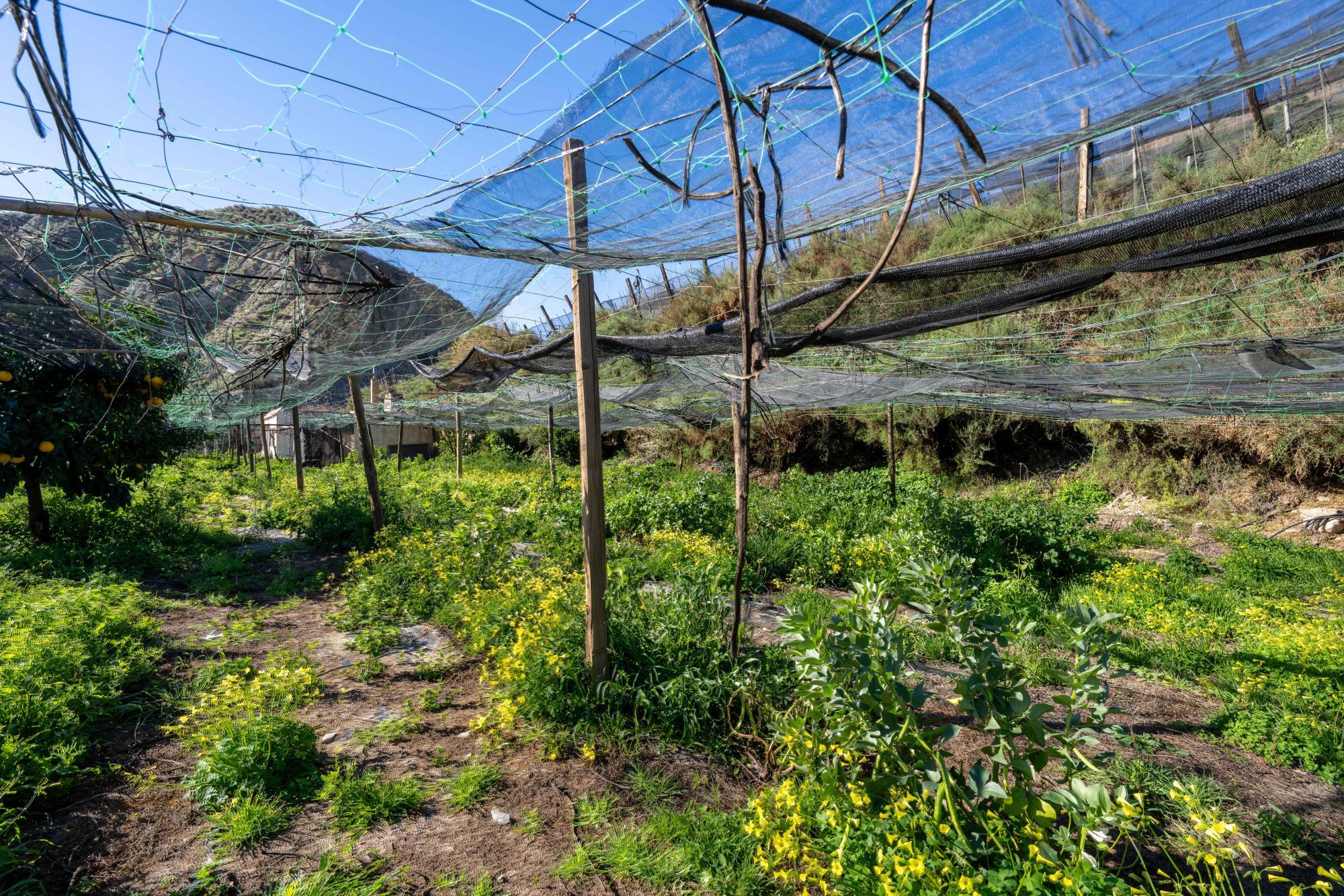 Pisos-Venta-CanjÃ¡yar-2115844-Foto-29