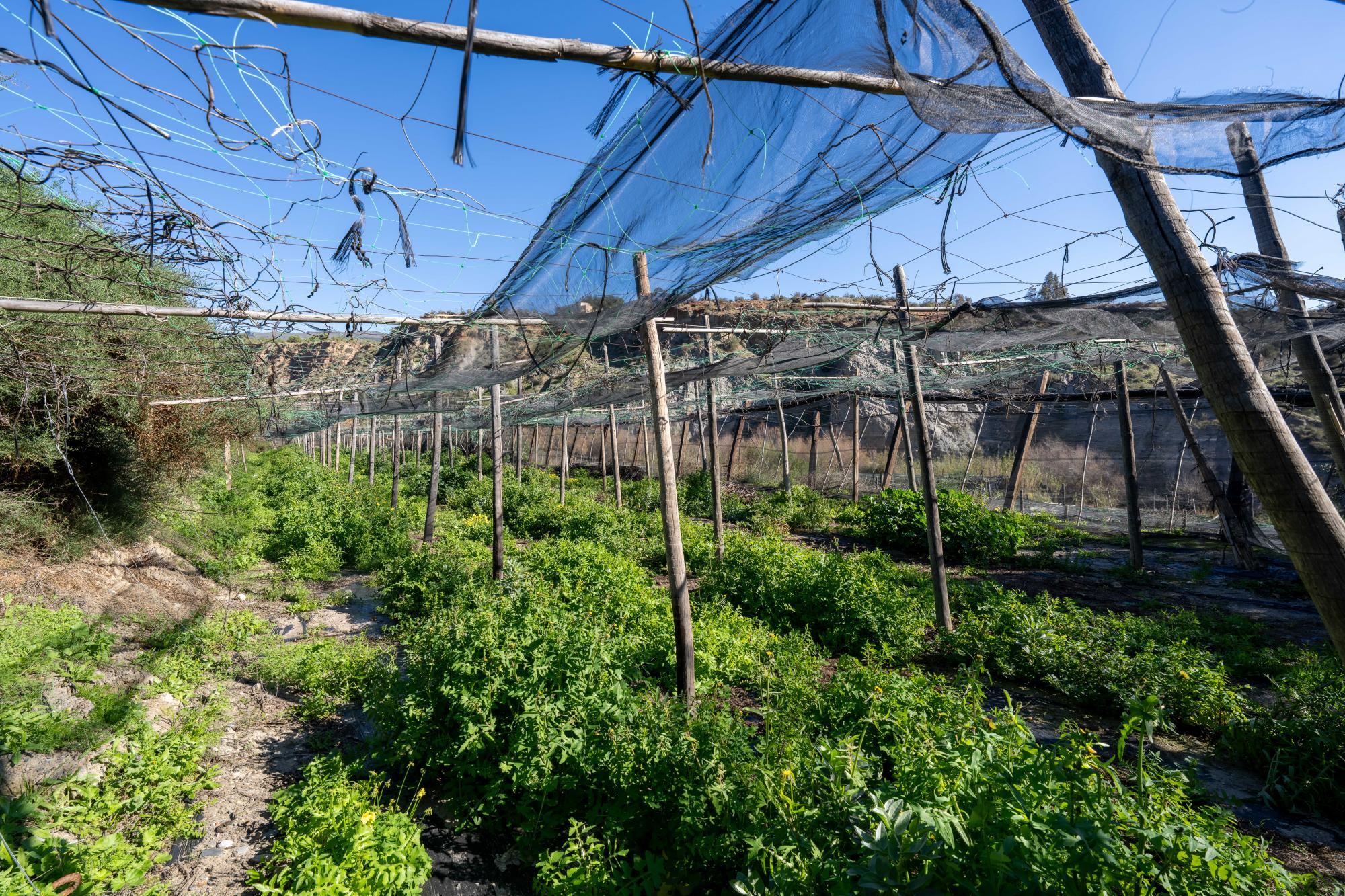 Pisos-Venta-CanjÃ¡yar-2115844-Foto-36