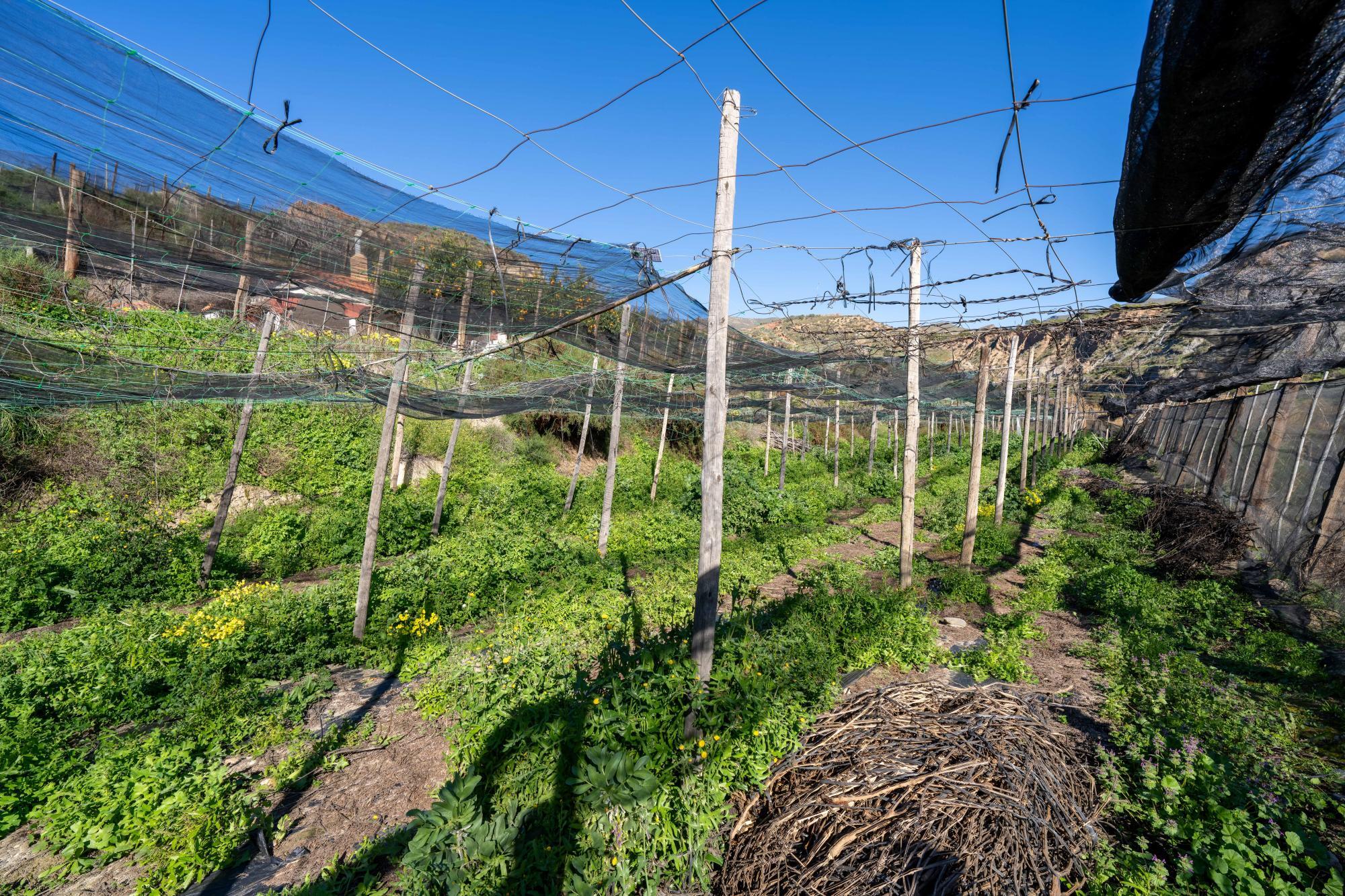 Pisos-Venta-CanjÃ¡yar-2115844-Foto-37