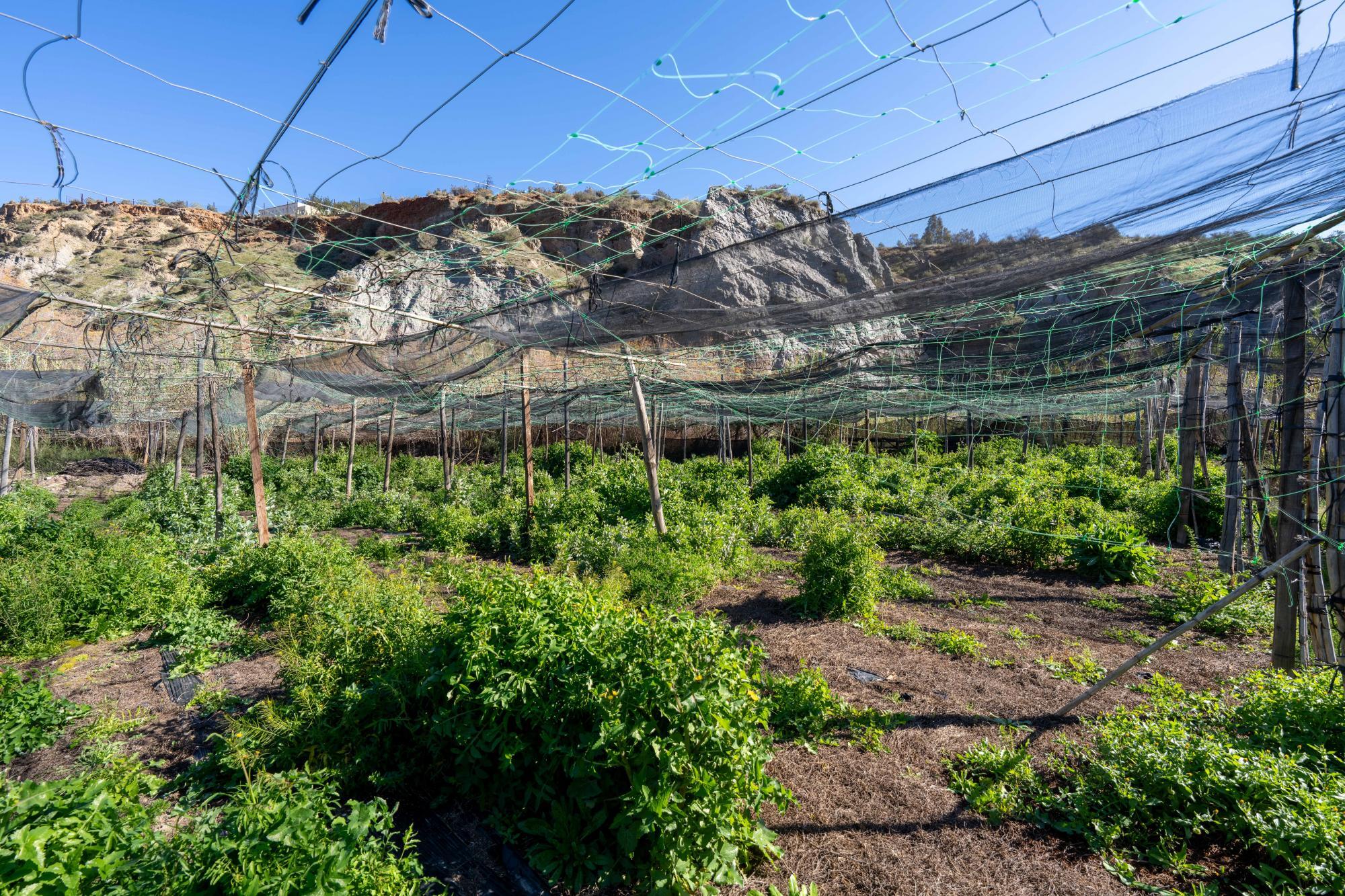 Pisos-Venta-CanjÃ¡yar-2115844-Foto-49