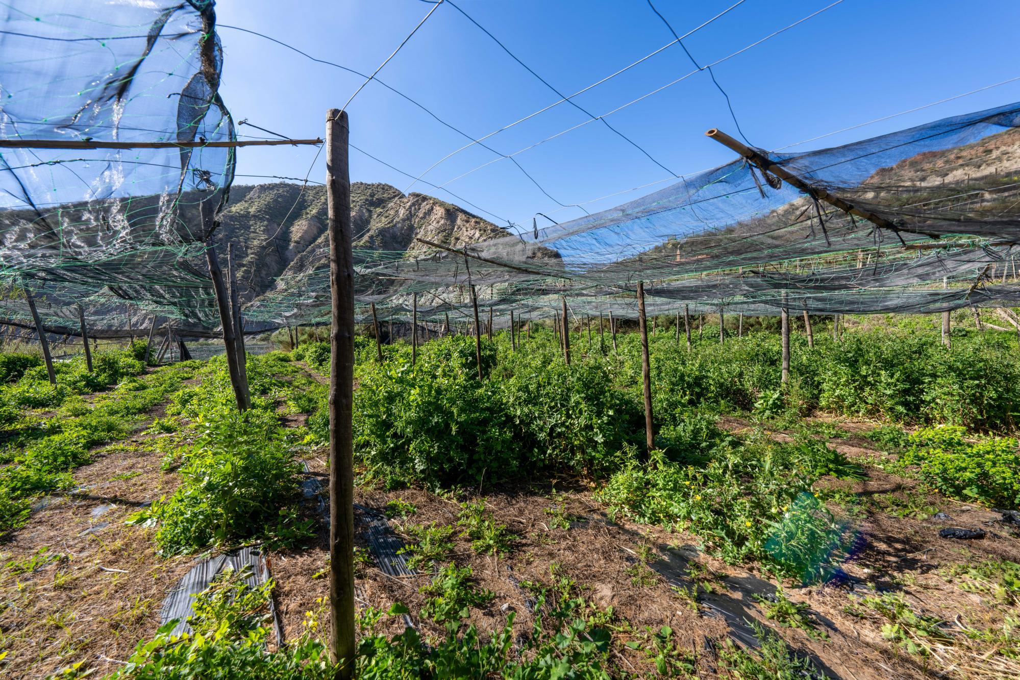 Pisos-Venta-CanjÃ¡yar-2115844-Foto-51