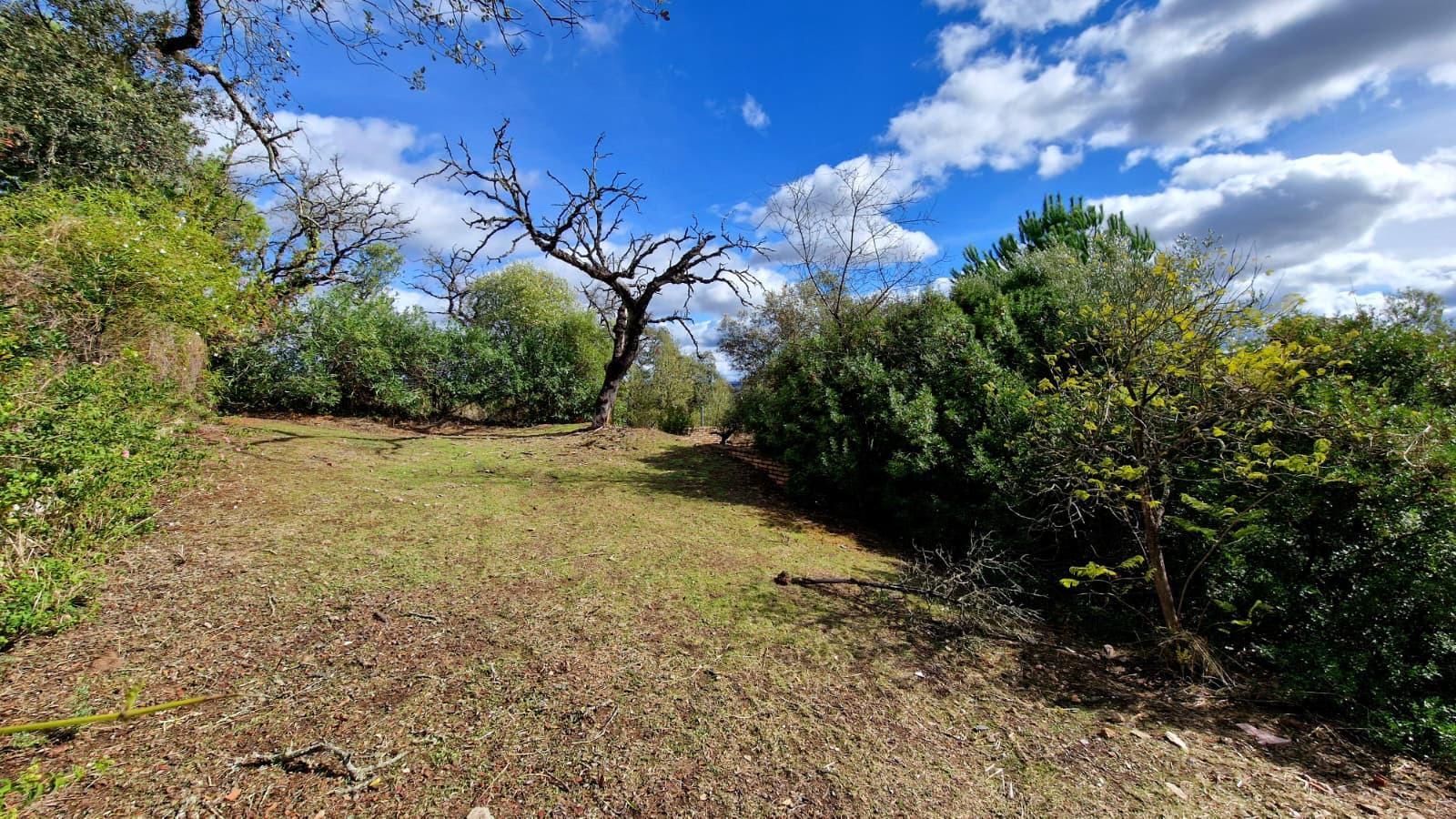 Fincas y solares-Venta-Guillena-2150834-Foto-4