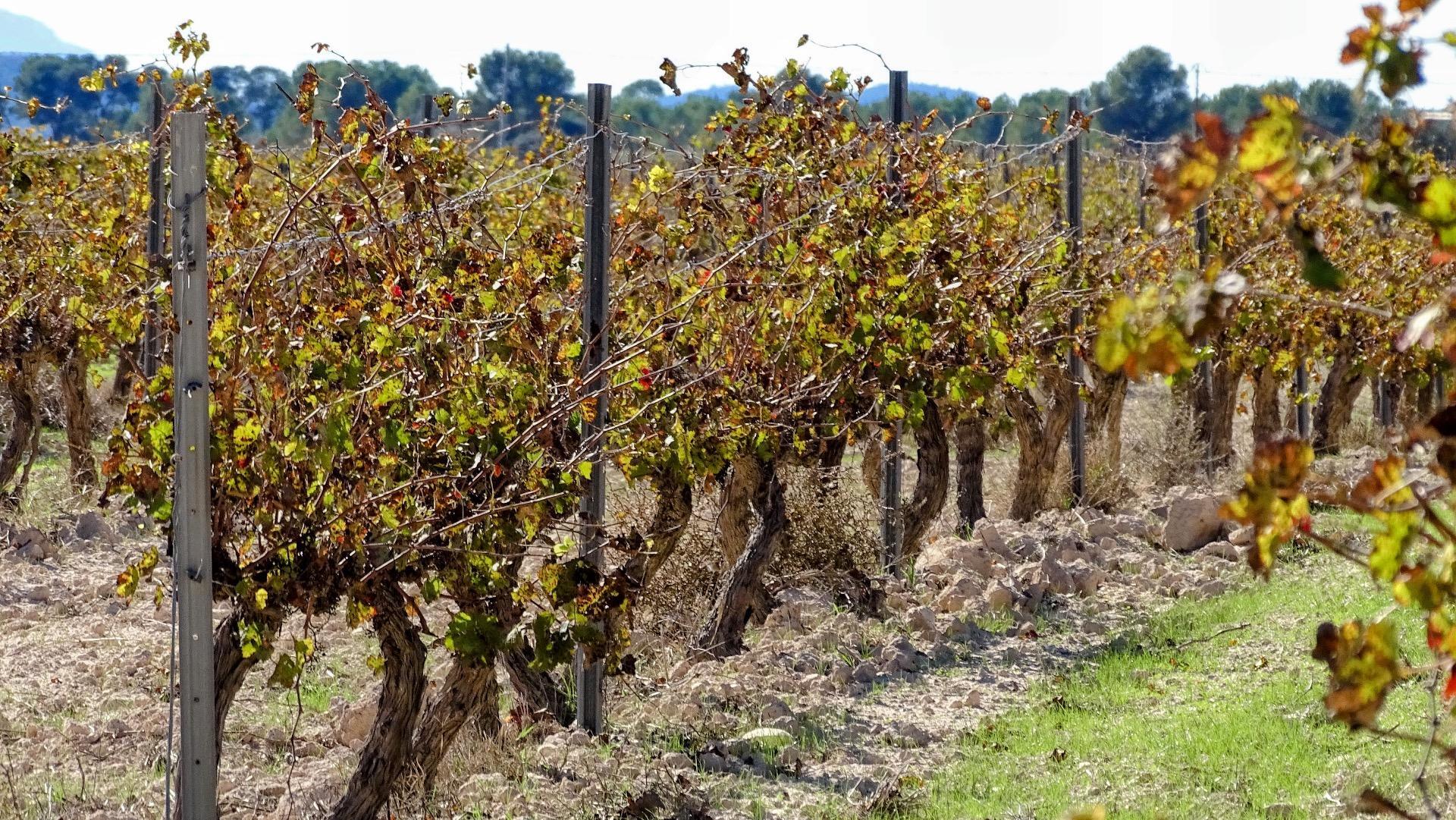 Fincas y solares-Venta-1975499