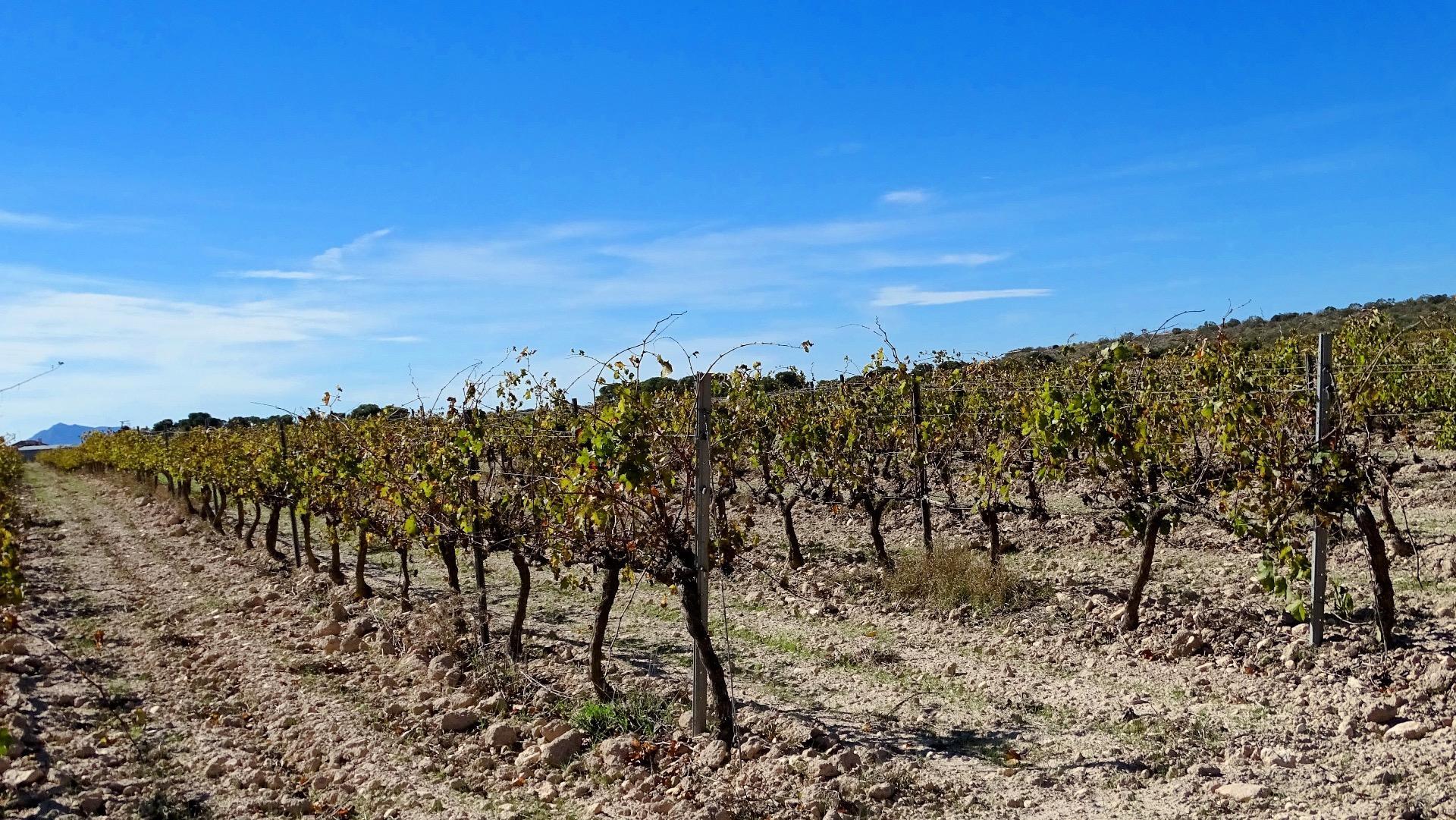 Fincas y solares-Venta-Villena-1975499-Foto-7