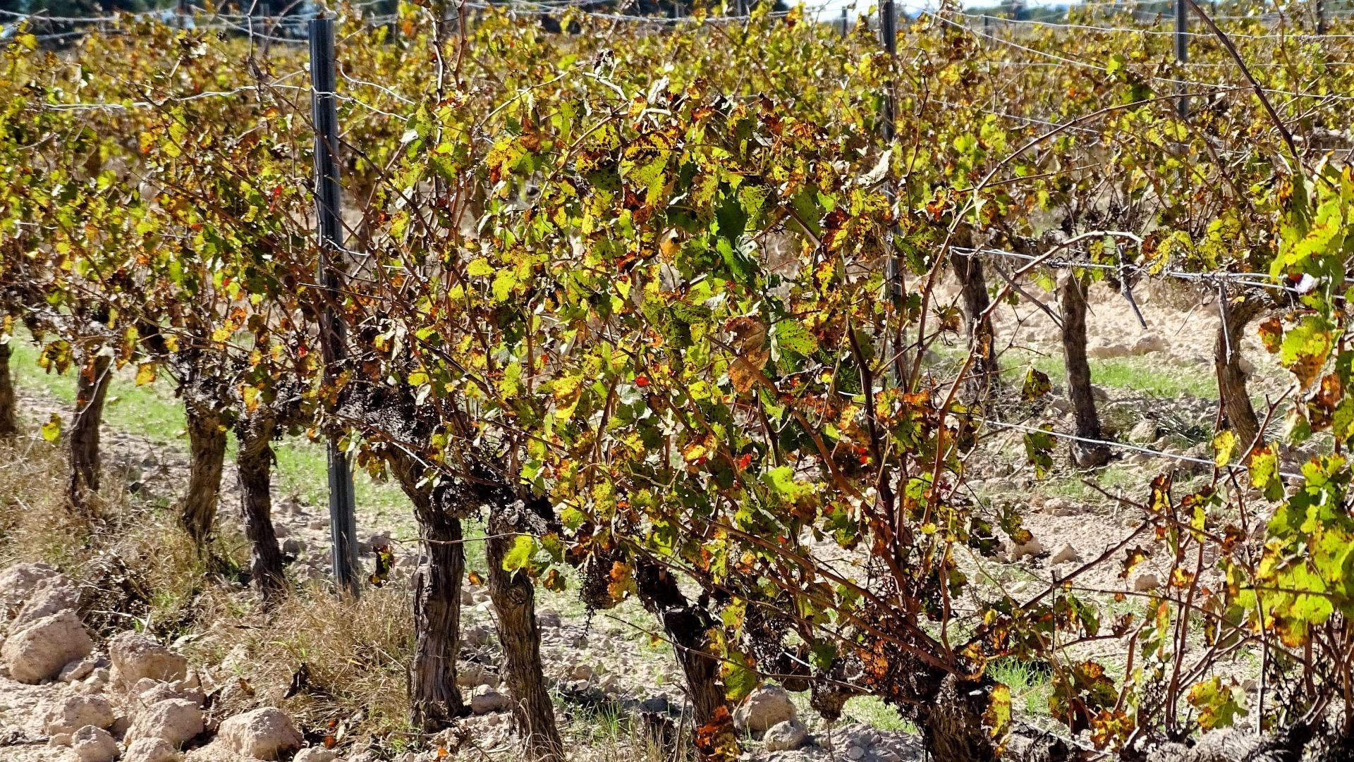 Fincas y solares-Venta-Villena-1975499-Foto-14