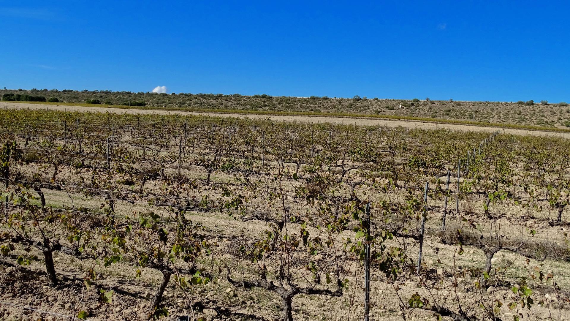 Fincas y solares-Venta-Villena-1975499-Foto-20