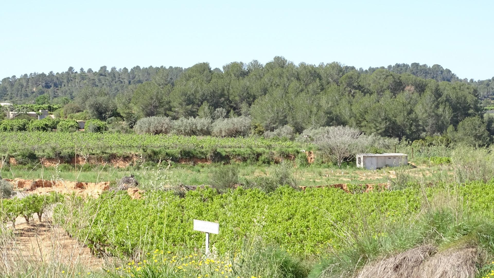 Fincas y solares-Venta-Vilamarxant-2087533-Foto-2