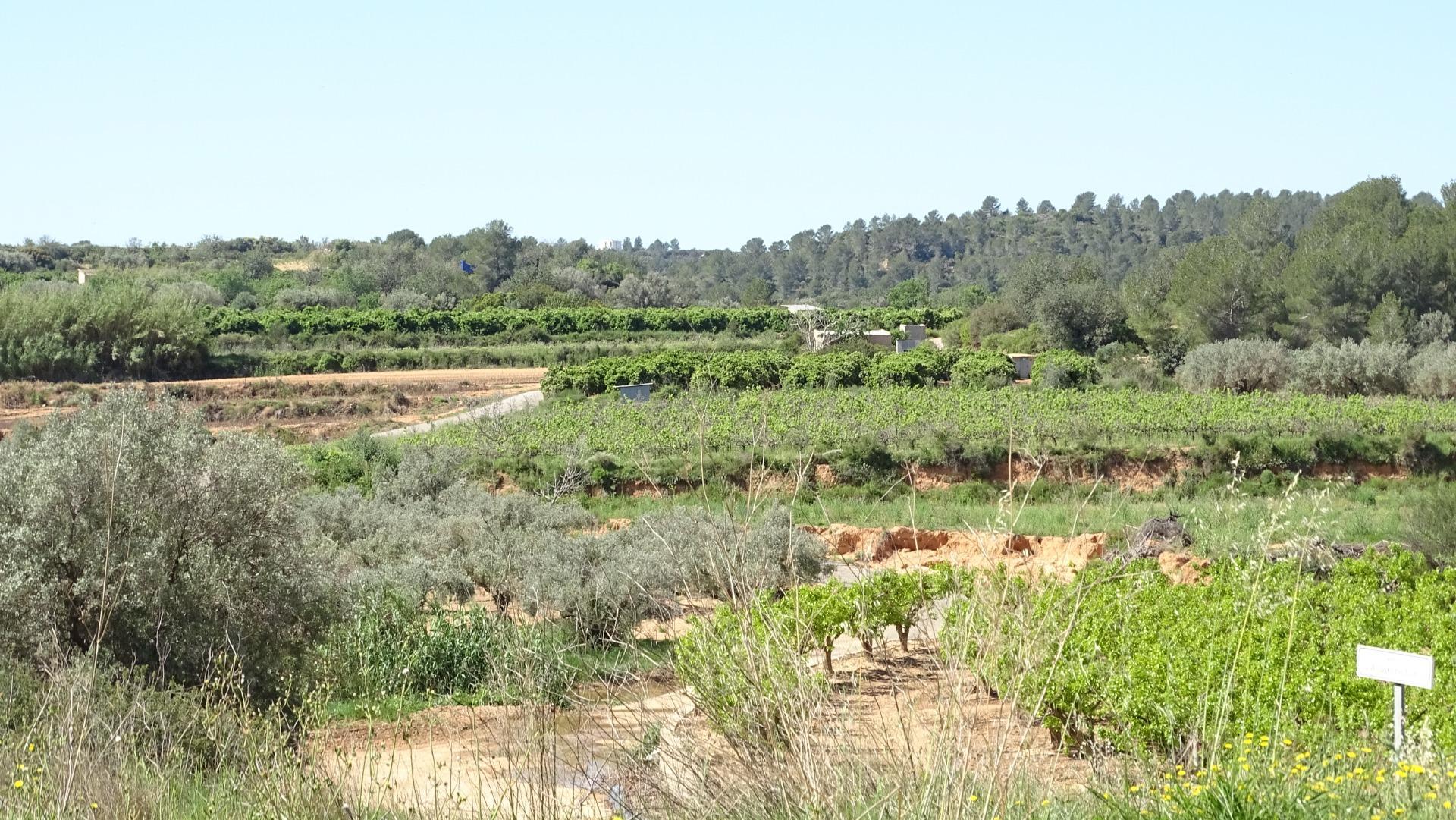 Fincas y solares-Venta-Vilamarxant-2087533-Foto-3