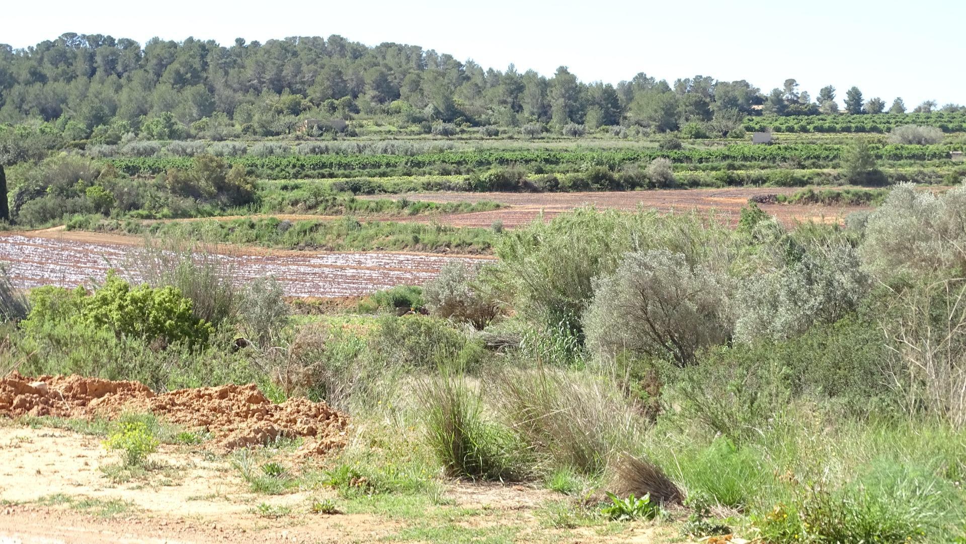 Fincas y solares-Venta-Vilamarxant-2087533-Foto-4