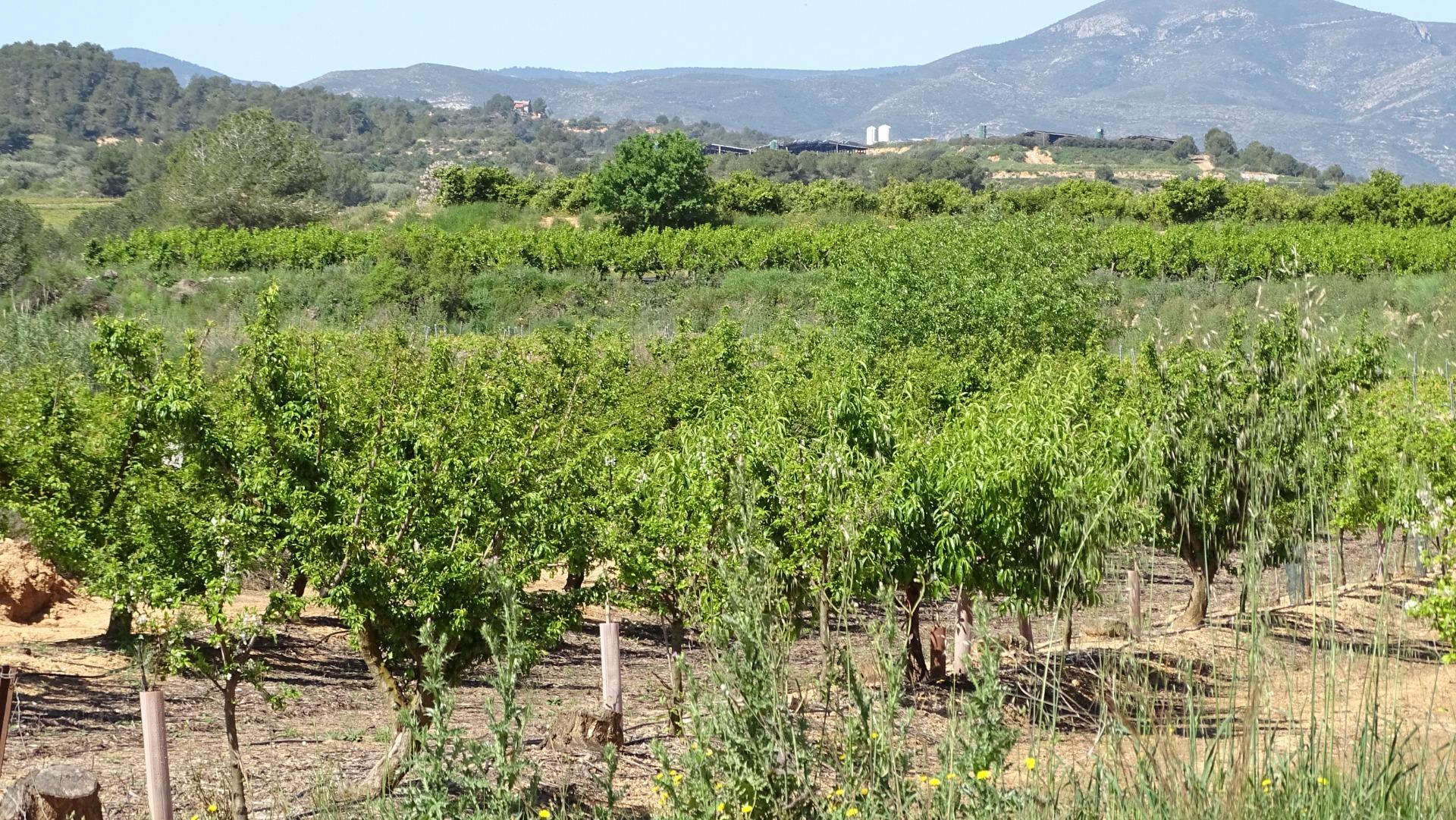 Fincas y solares-Venta-Vilamarxant-2087533-Foto-5