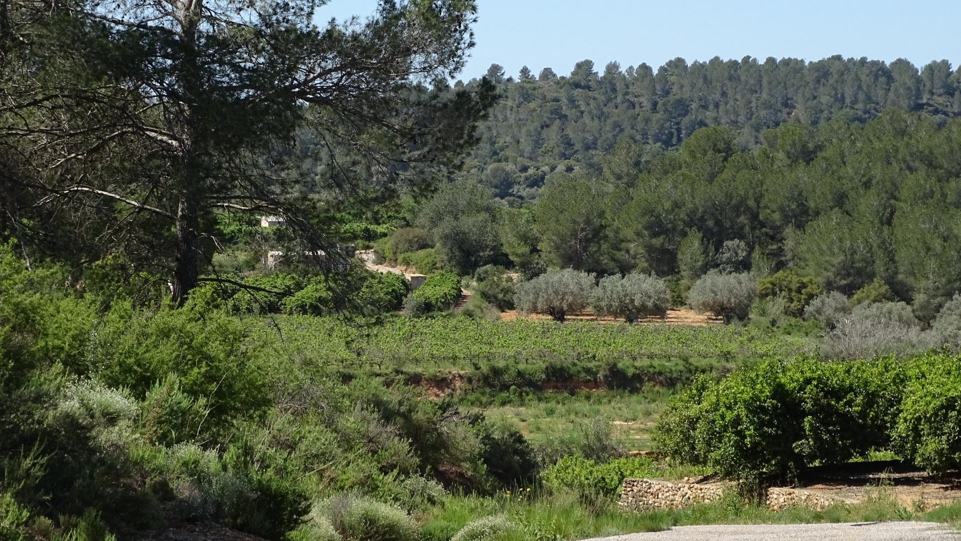 Fincas y solares-Venta-Vilamarxant-2087533-Foto-10