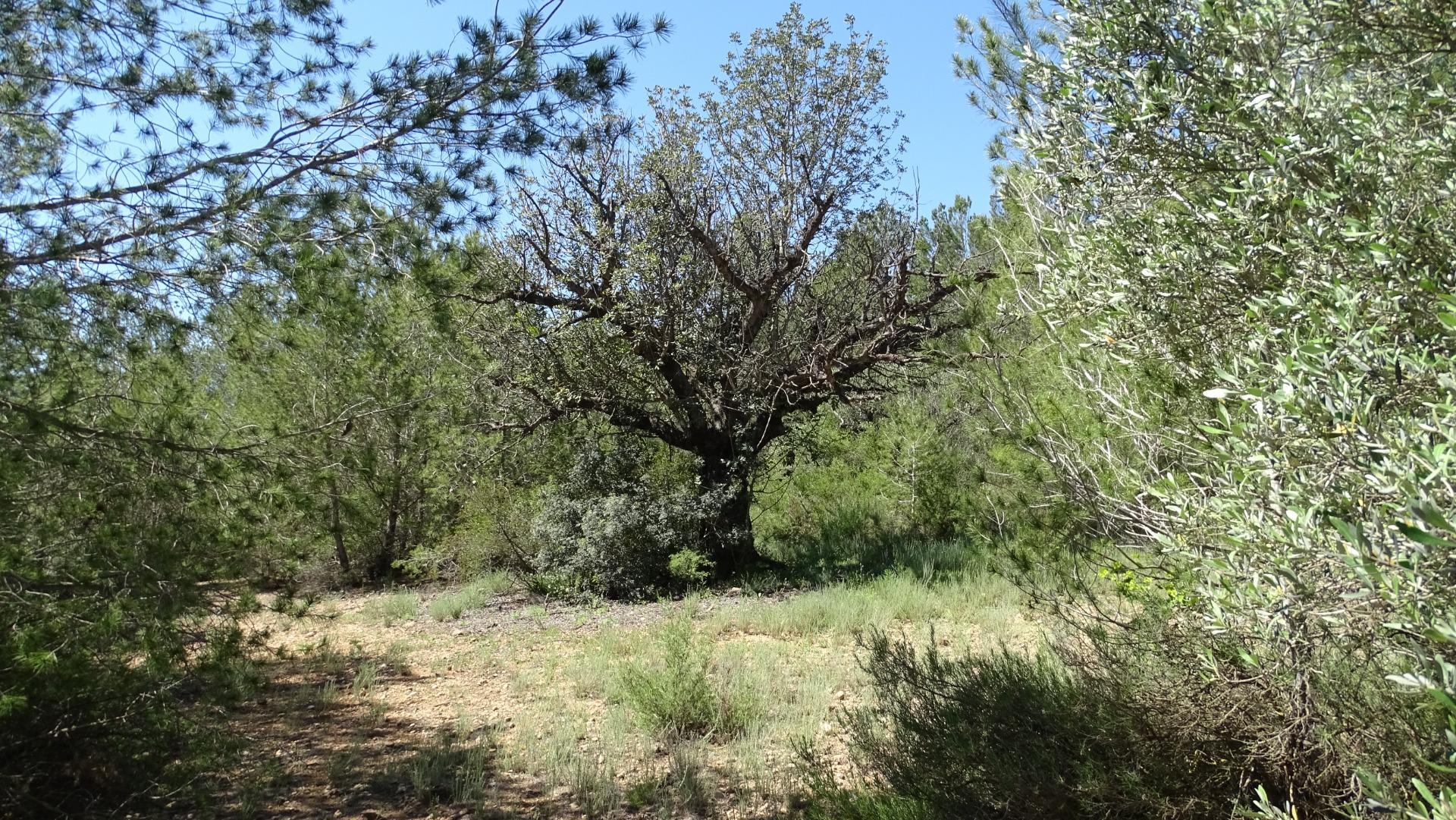 Fincas y solares-Venta-Vilamarxant-2087533-Foto-16