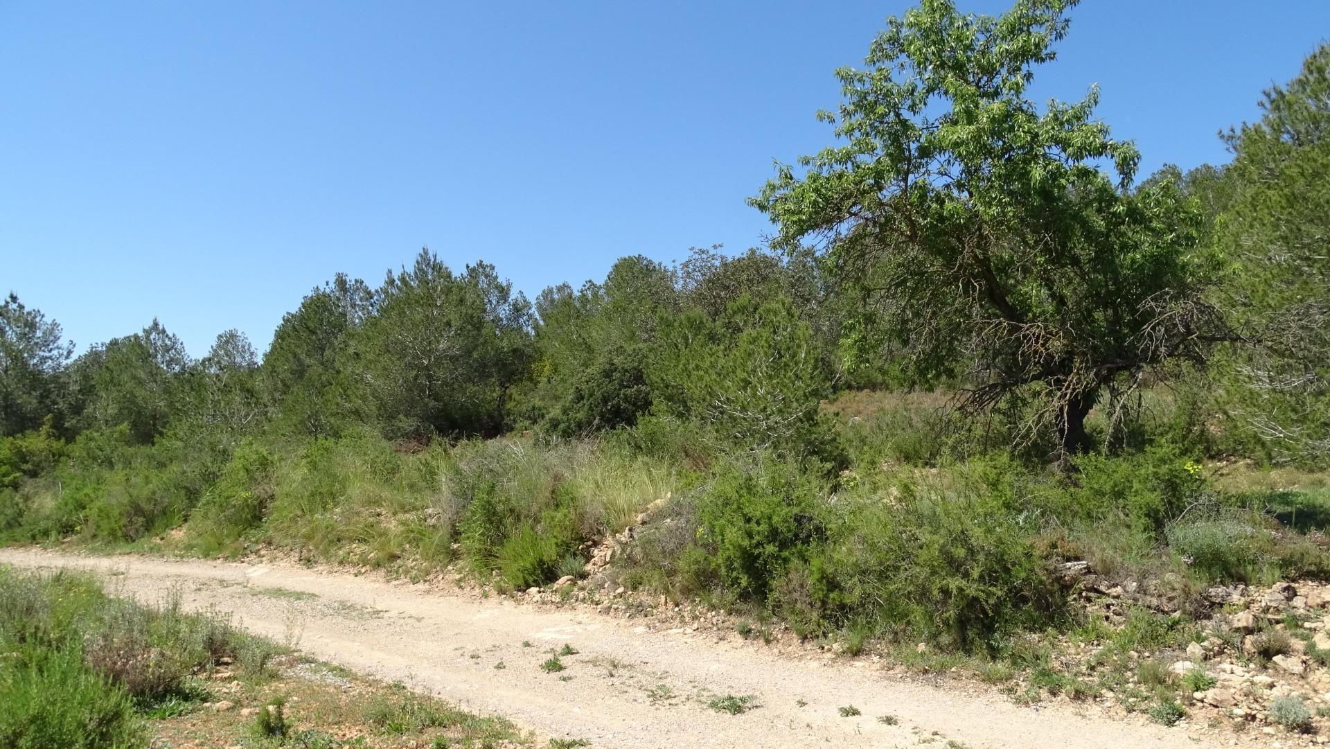 Fincas y solares-Venta-Vilamarxant-2087533-Foto-15