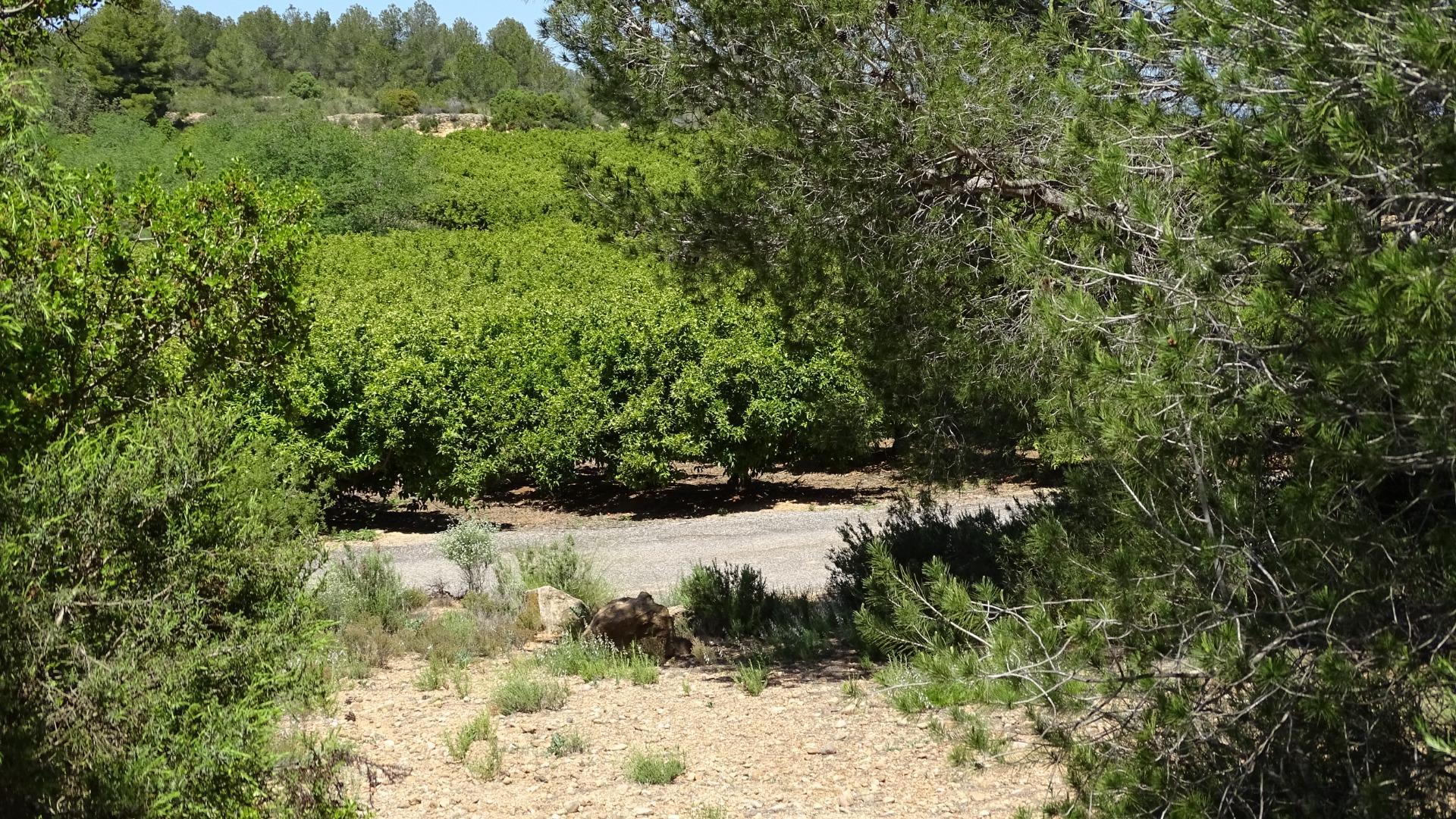 Fincas y solares-Venta-Vilamarxant-2087533-Foto-24