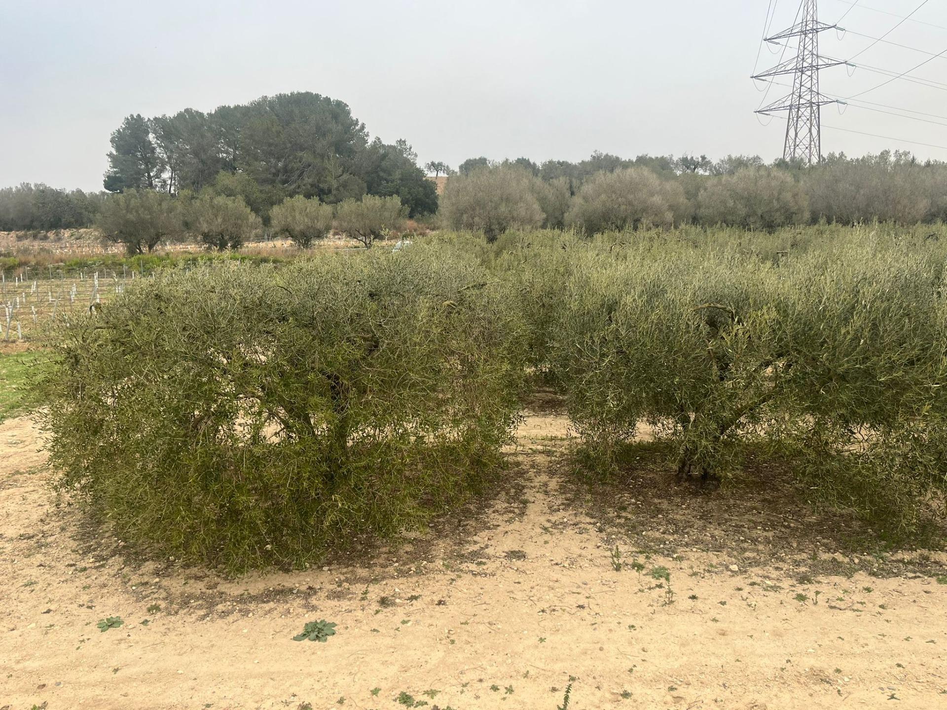 Fincas y solares-Venta-Perafort-2143141-Foto-5