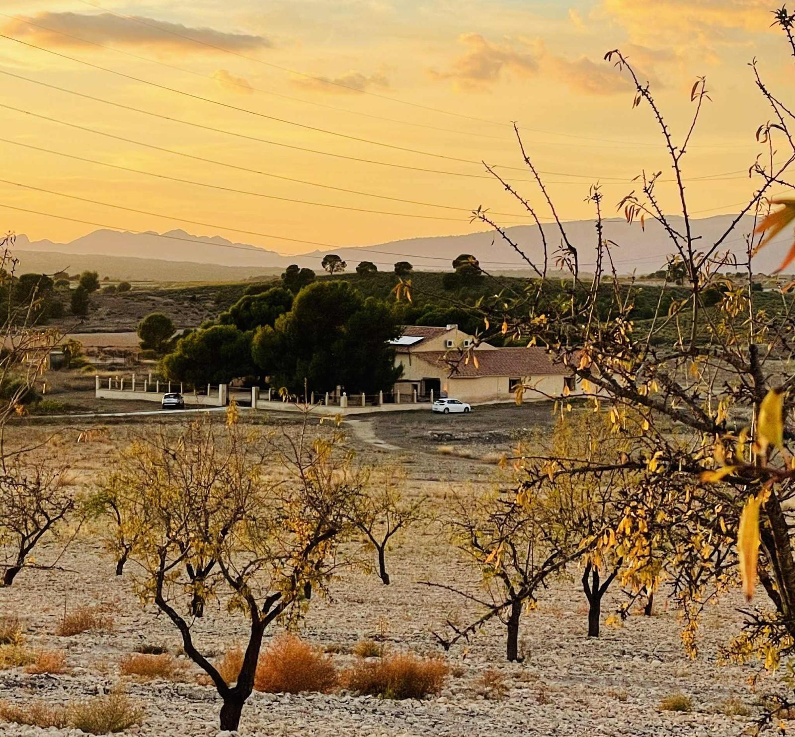 Fincas y solares-Venta-El PinÃ³s-2010685-Foto-2