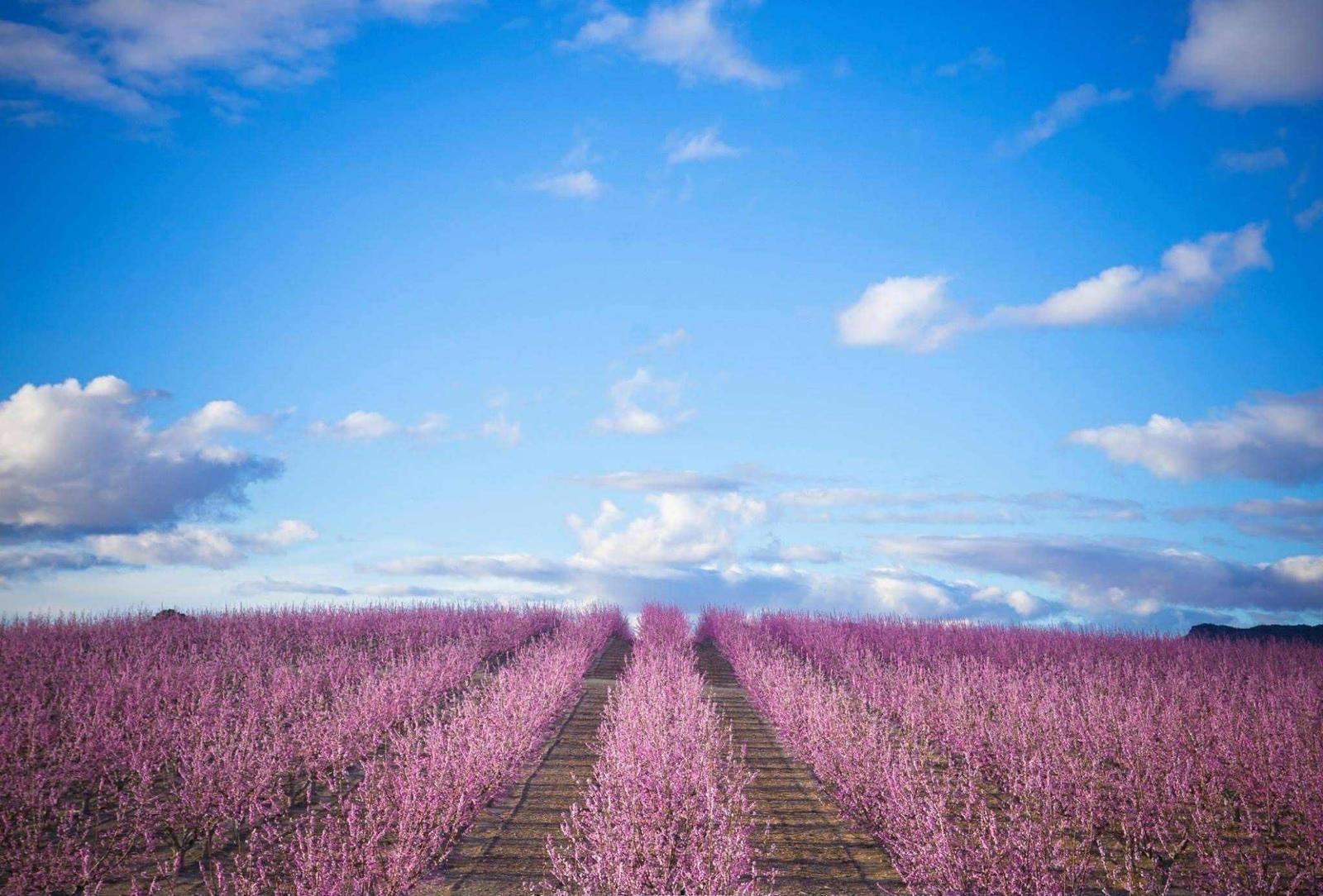 Fincas y solares-Venta-El PinÃ³s-2010685-Foto-8