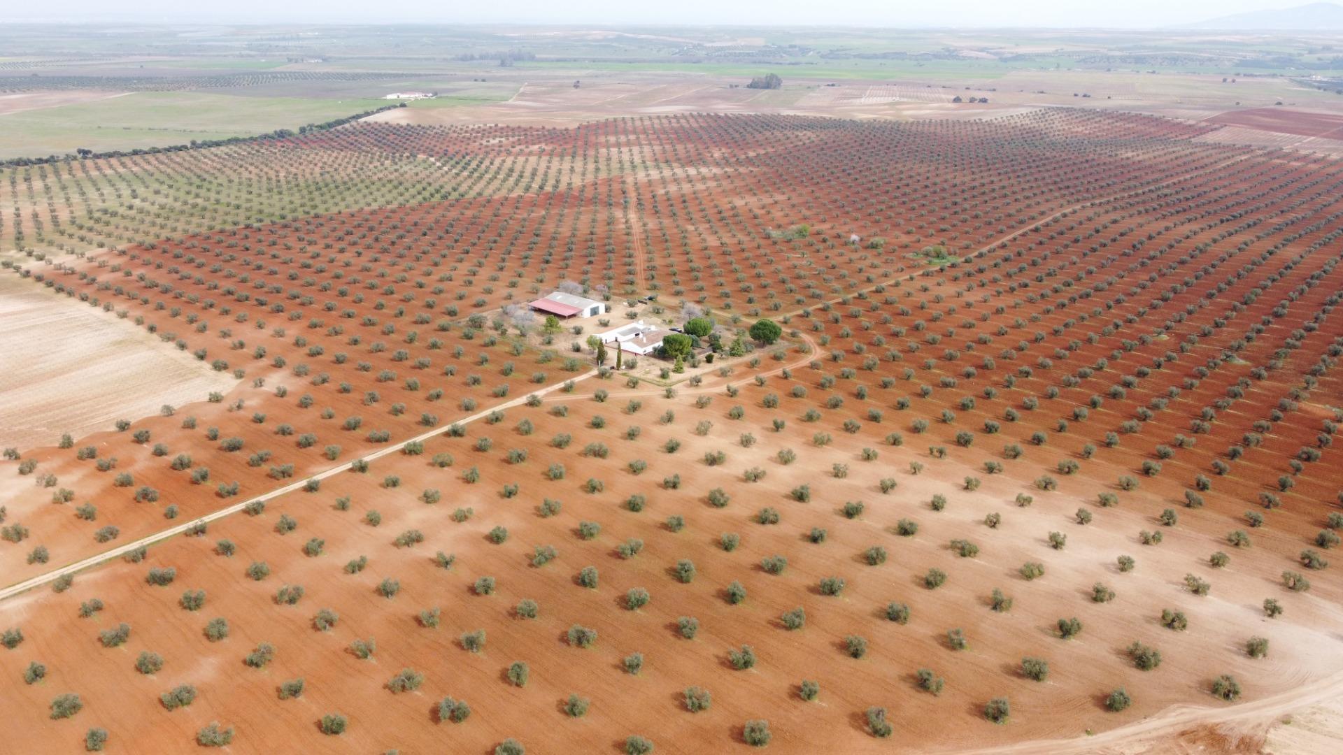 Fincas y solares-Venta-Solana de los Barros-1746748-Foto-2