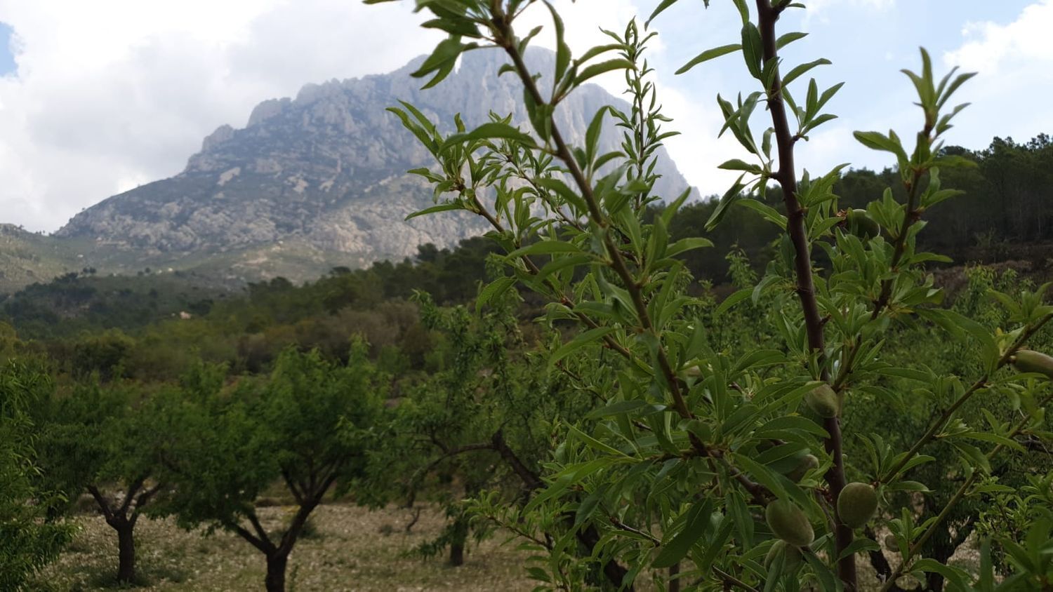 Fincas y solares-Venta-Finestrat-1700964-Foto-16