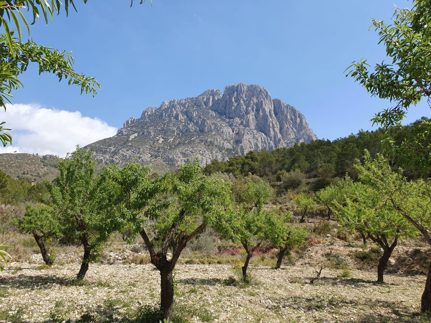 Fincas y solares-Venta-Finestrat-1700964-Foto-20