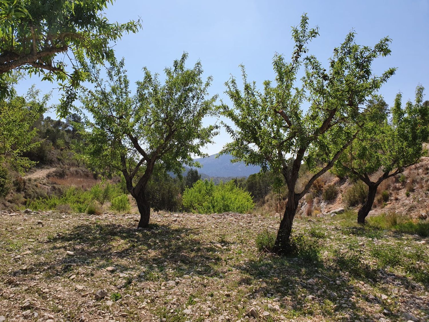 Fincas y solares-Venta-Finestrat-1700964-Foto-19