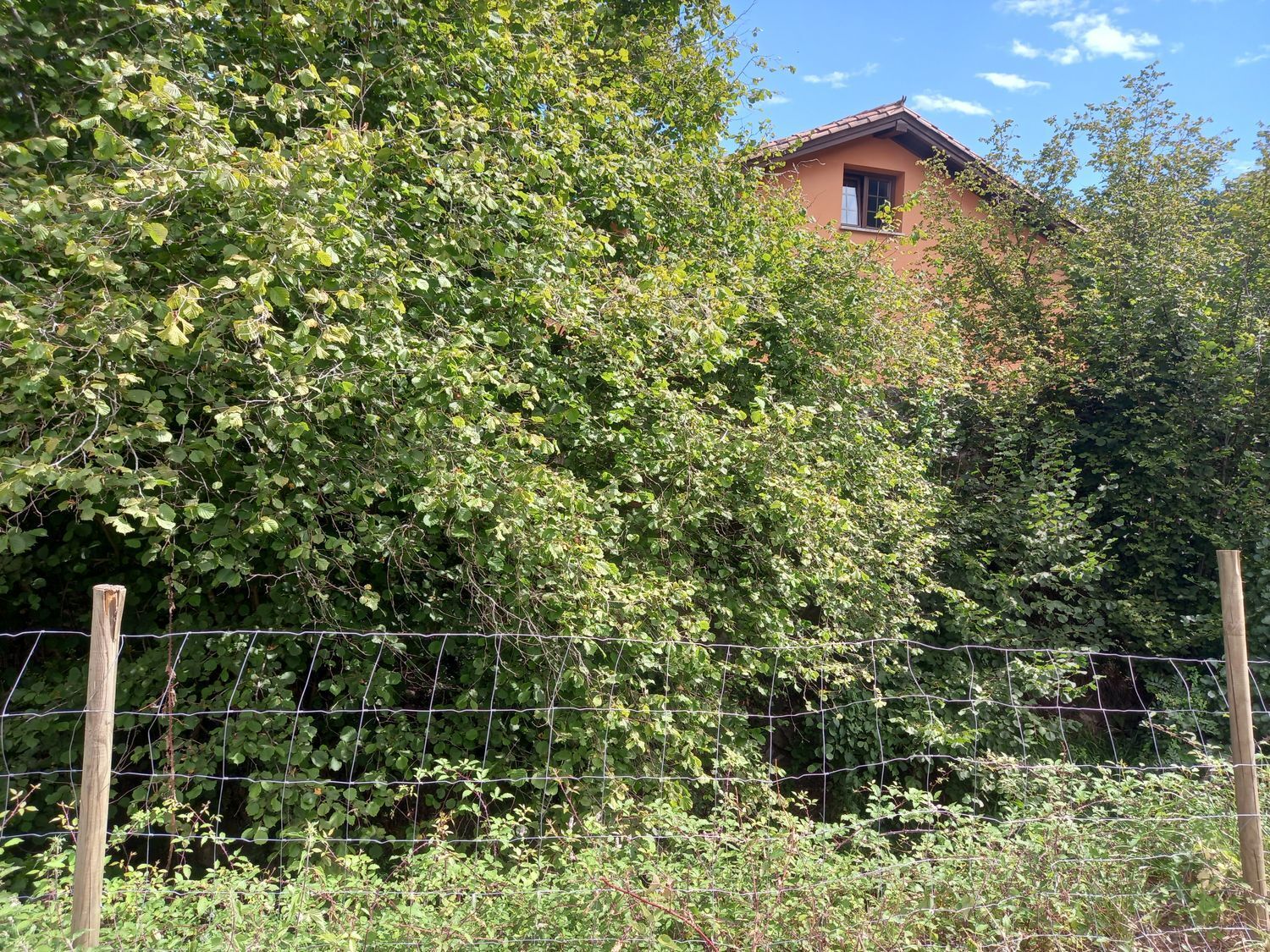 Casas o chalets-Venta-PiloÃ±a-925013-Foto-17