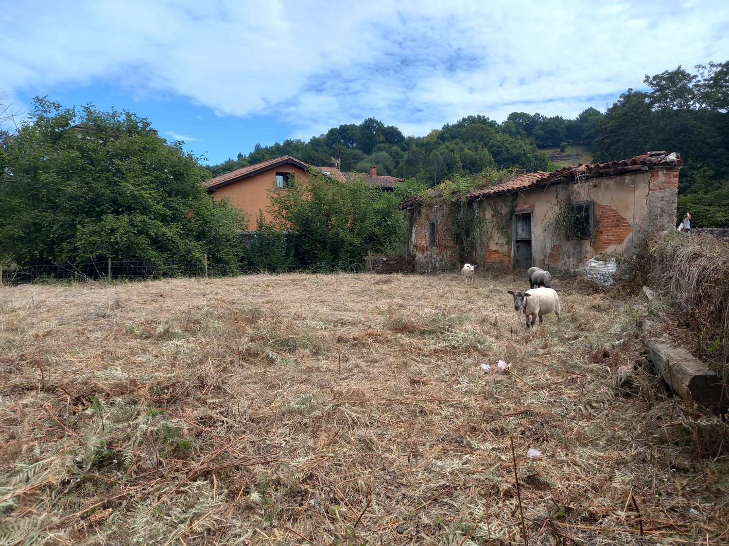 Casas o chalets-Venta-PiloÃ±a-925013-Foto-23