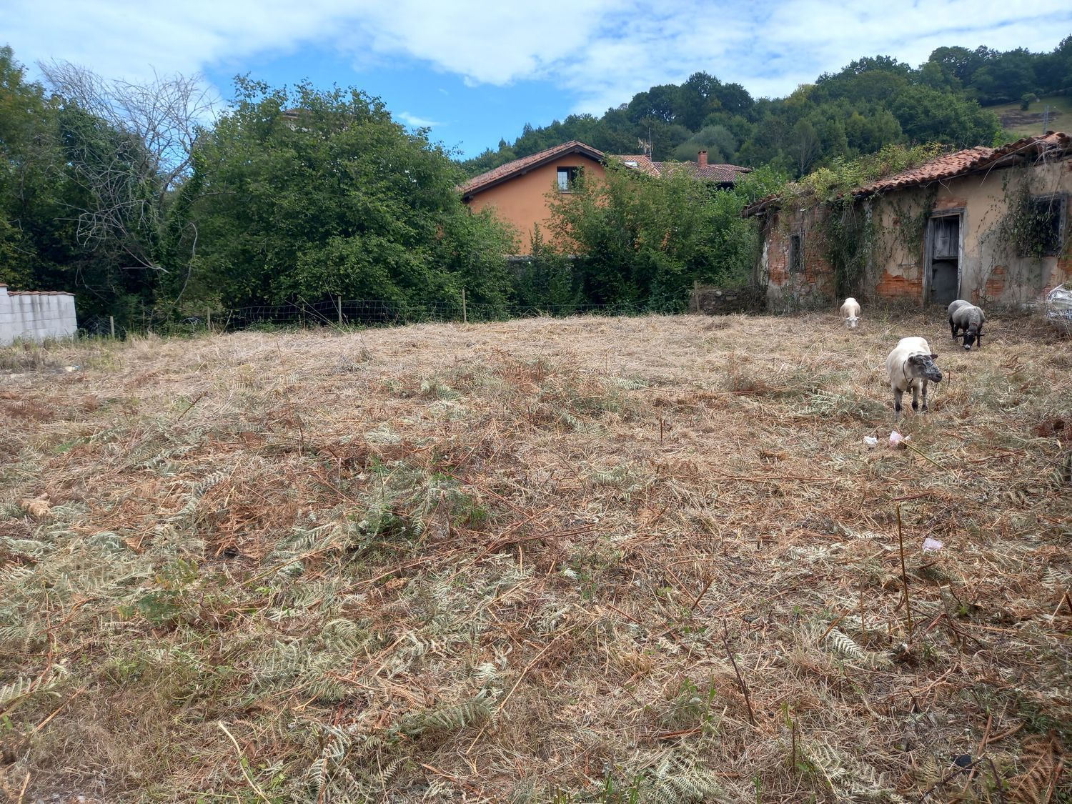 Casas o chalets-Venta-PiloÃ±a-925013-Foto-25