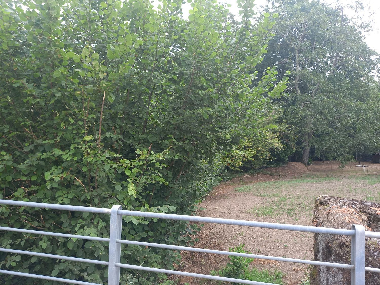 Casas o chalets-Venta-PiloÃ±a-925013-Foto-34