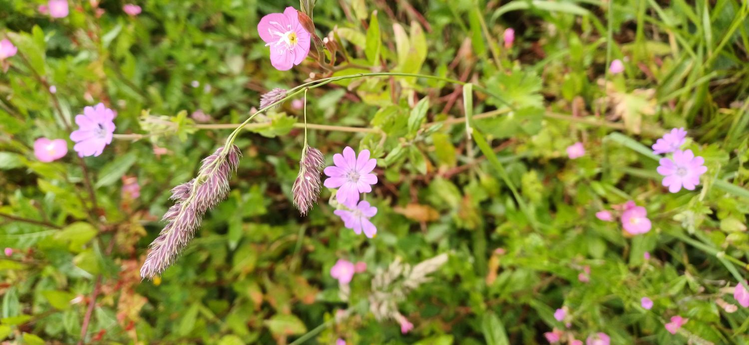 Fincas y solares-Venta-Las Tres Villas-1731766-Foto-13