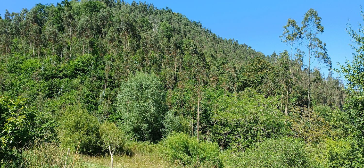 Casas o chalets-Venta-Colunga-1751780-Foto-55