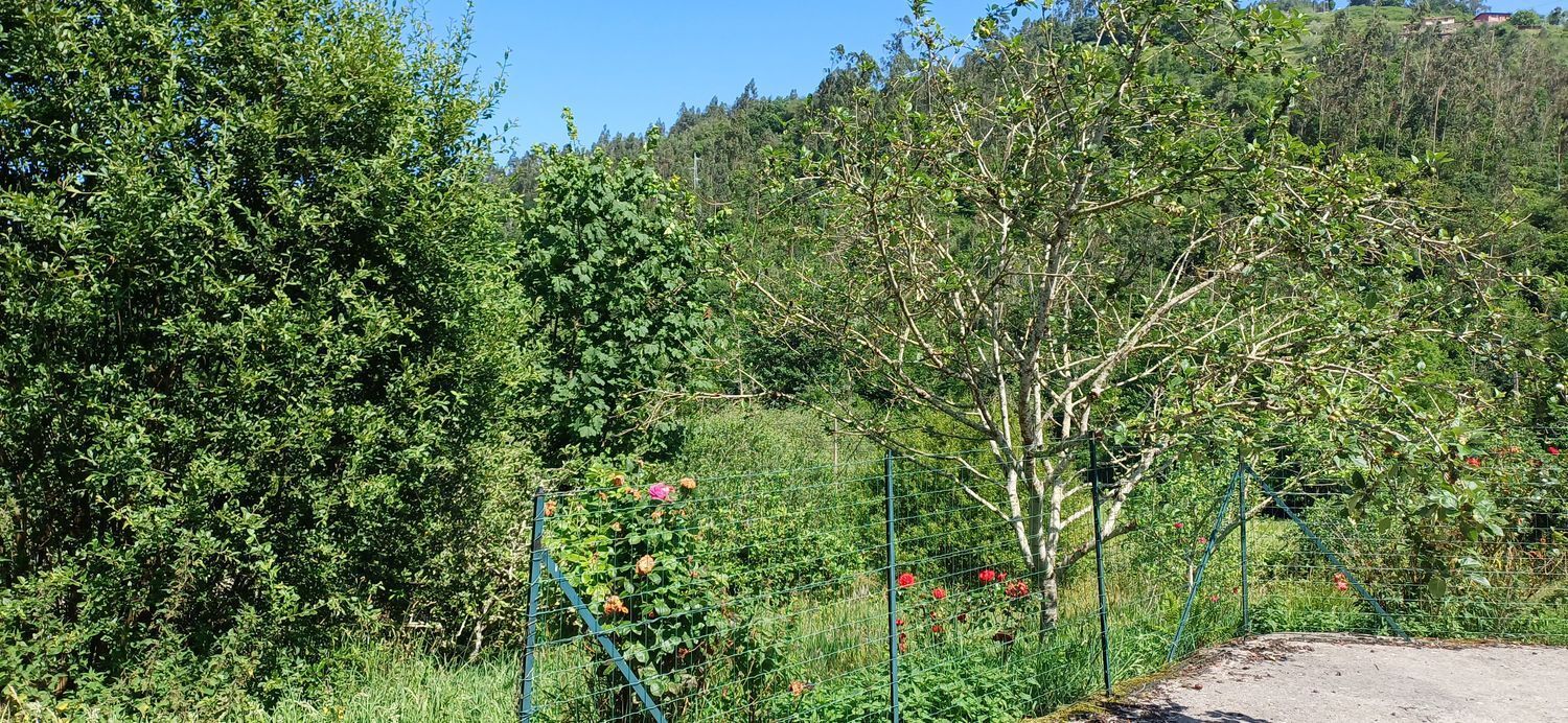 Casas o chalets-Venta-Colunga-1751780-Foto-54