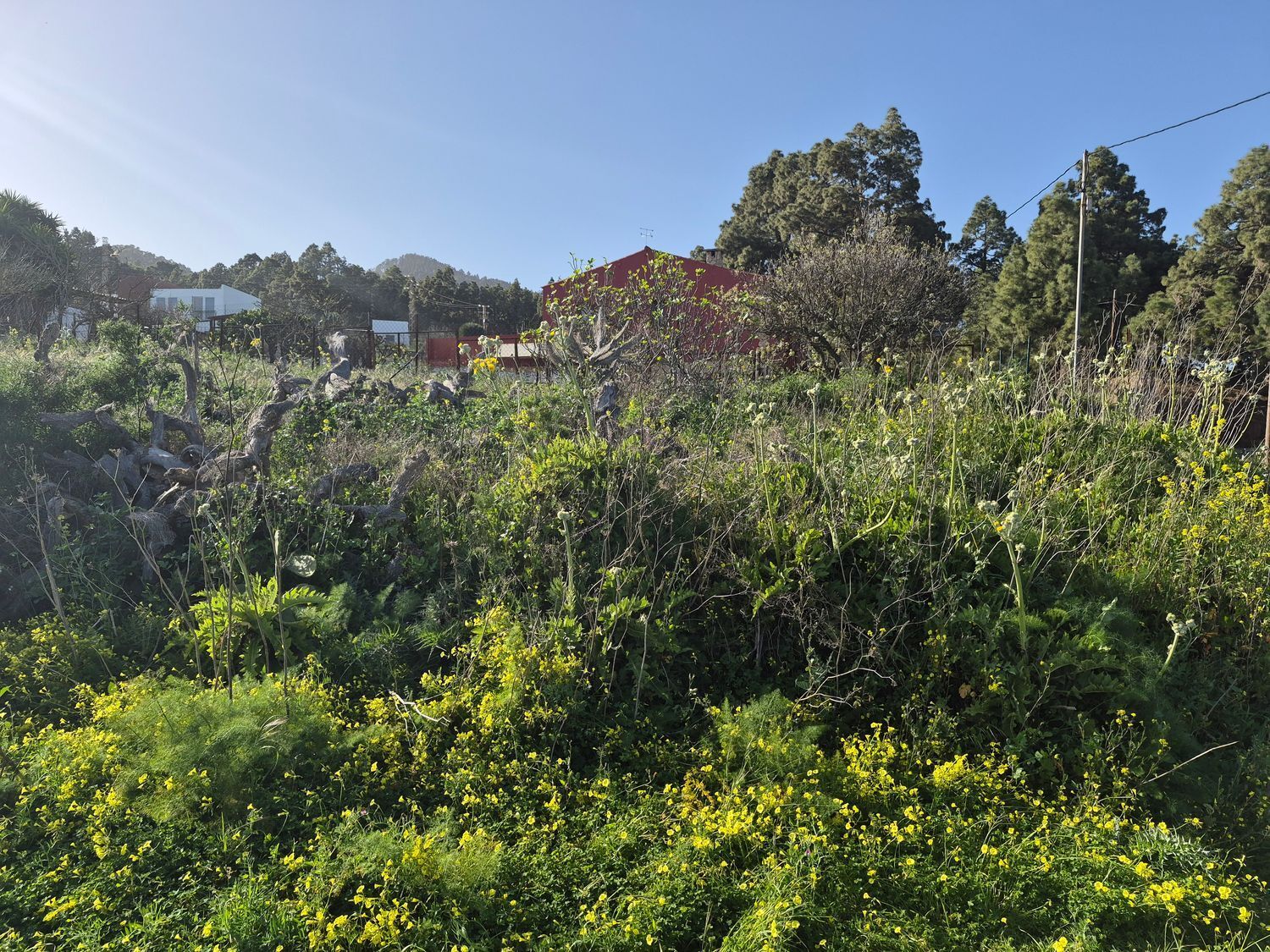 Fincas y solares-Venta-El Rosario-2152696-Foto-3