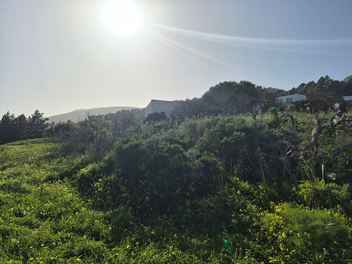 Fincas y solares-Venta-El Rosario-2152696-Foto-2