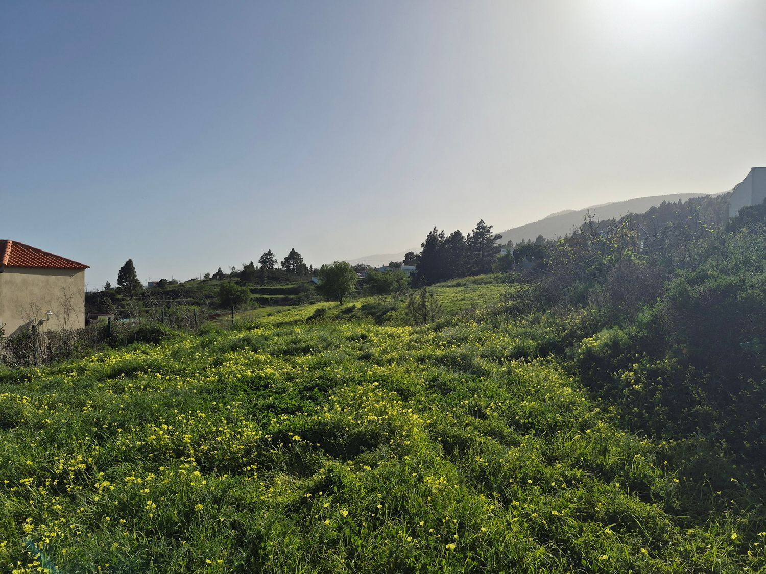 Fincas y solares-Venta-El Rosario-2152699-Foto-2